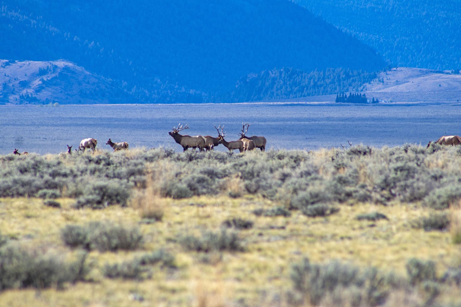 Idaho cattle ranch for sale Leadore Angus Ranch