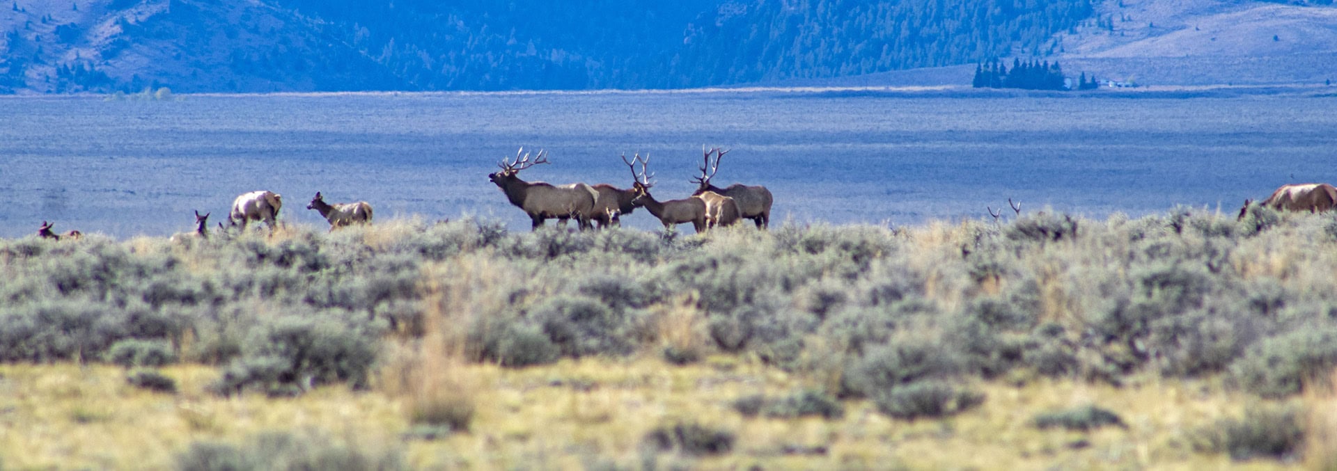 Idaho cattle ranches for sale Leadore Angus Ranch