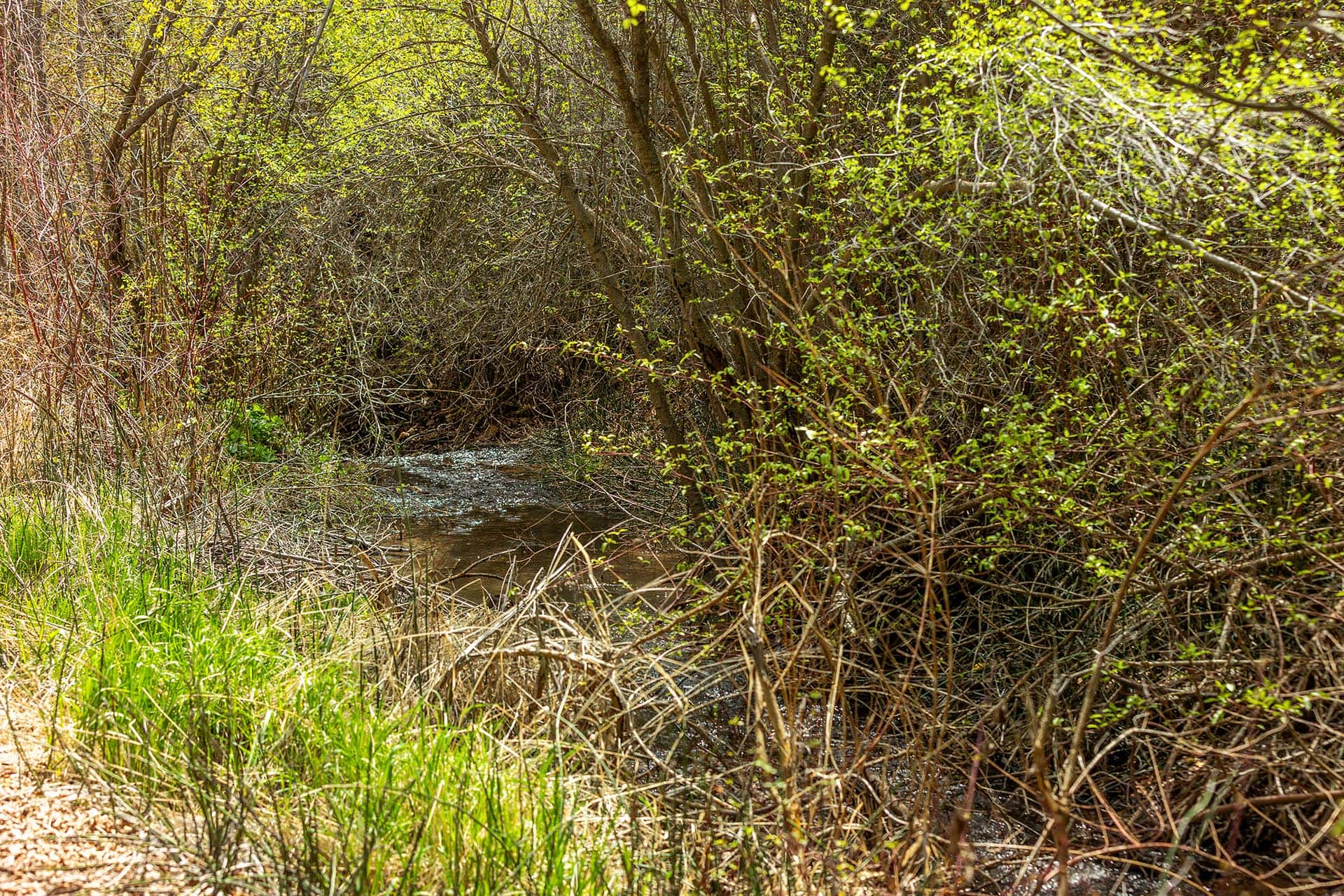 Mountain Stream Idaho Walker Creek Lookout