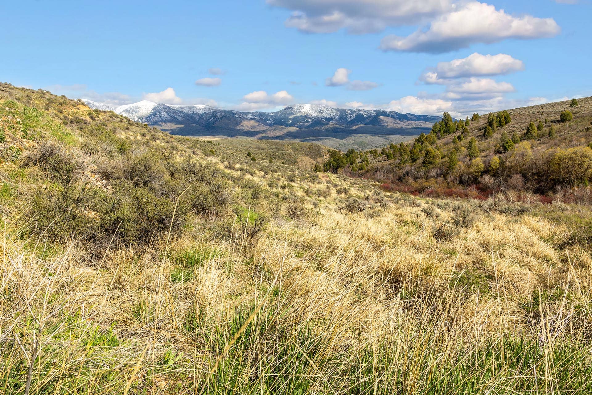 Mule Deer Habitat Idaho Walker Creek Lookout