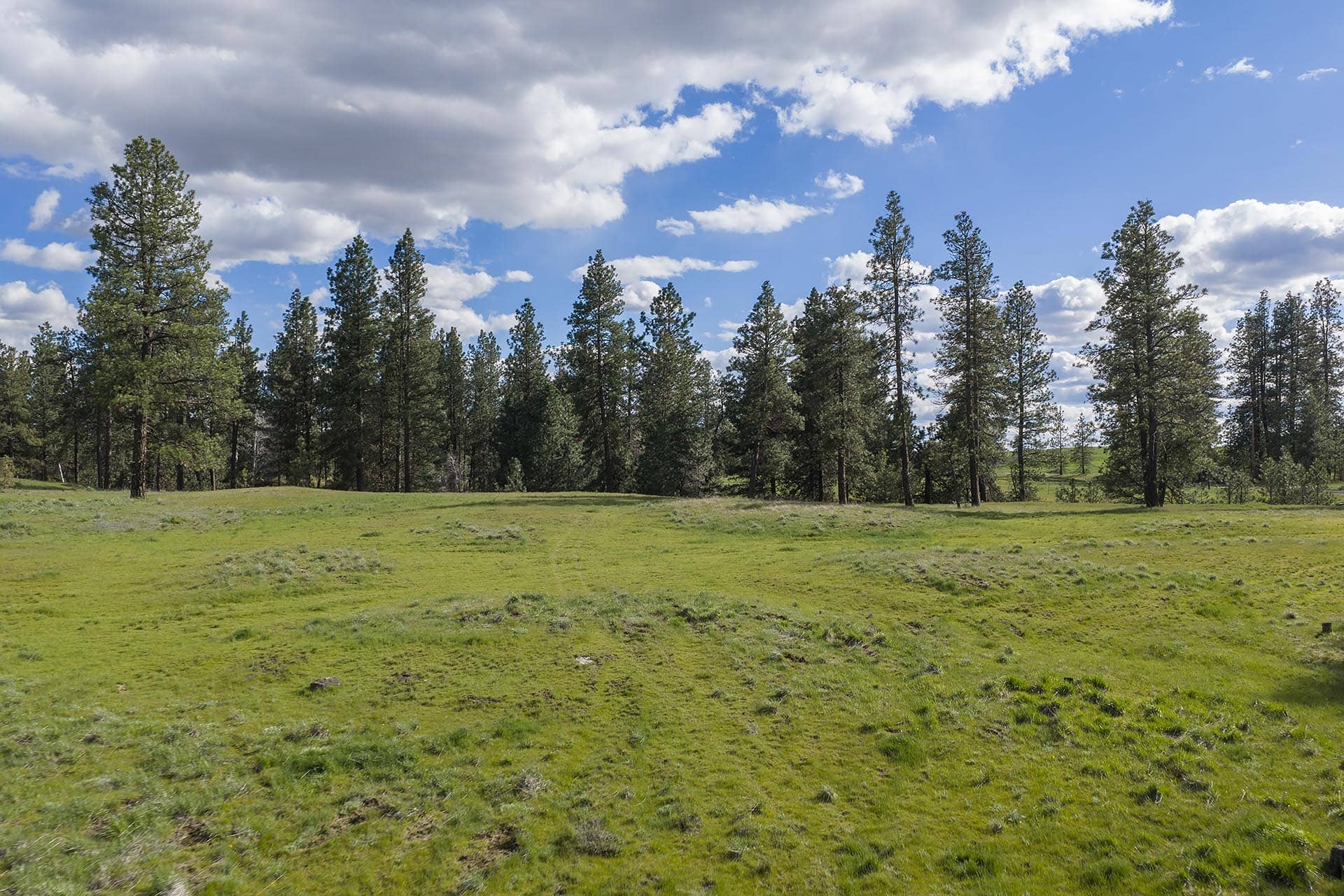 Open field of green grass with a line of tall pine trees along the horizon under a blue sky scattered with white clouds.