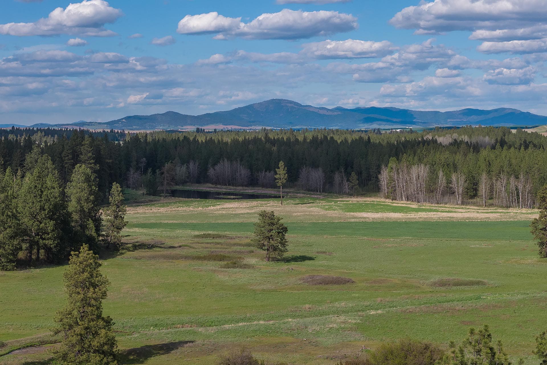 Wide rural landscape with green fields, a line of pine trees, and distant hills under a blue sky with scattered clouds.