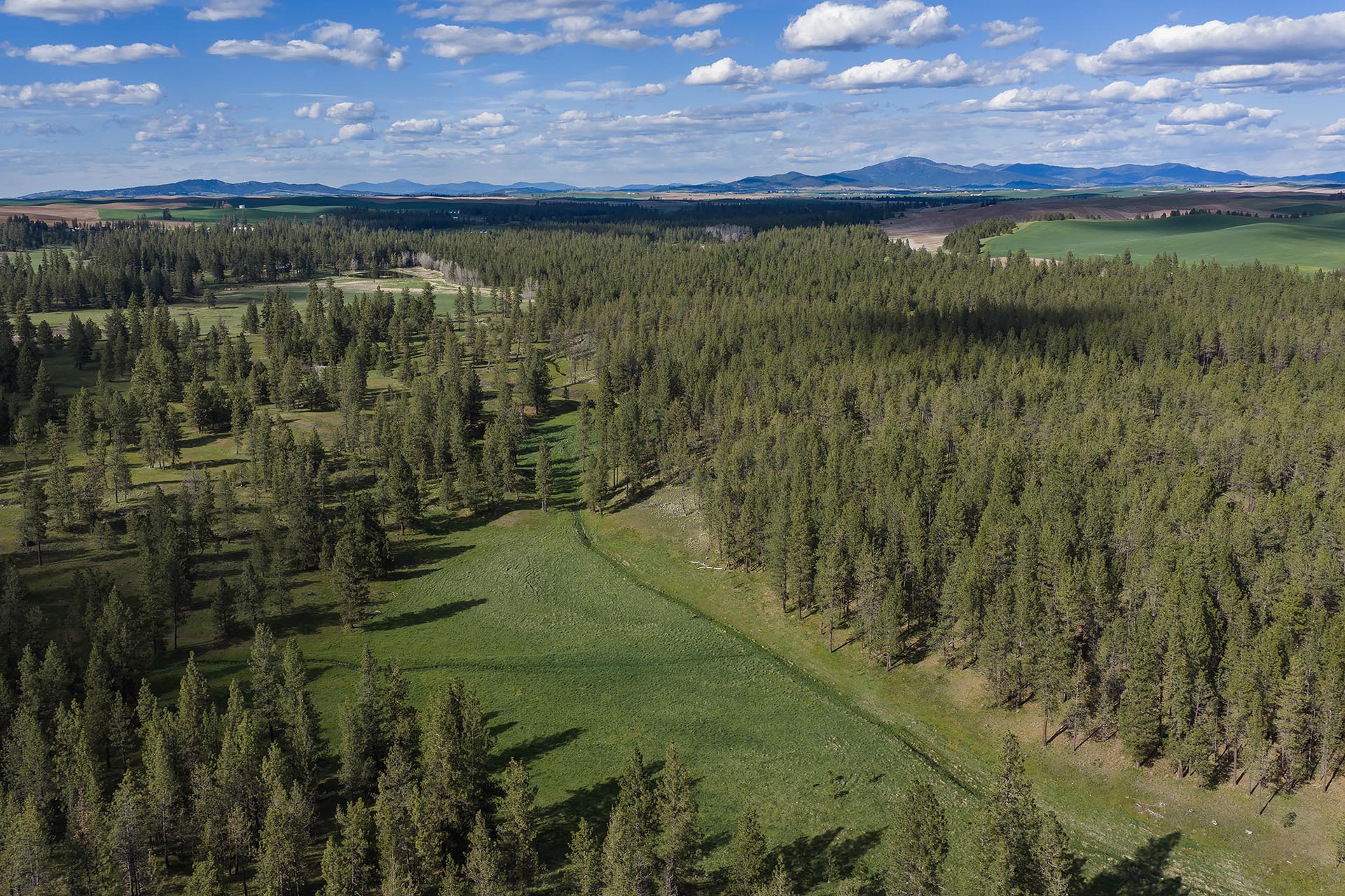 Aerial view of a dense pine forest with grassy clearings, rolling fields, and distant mountains under a blue, partly cloudy sky.