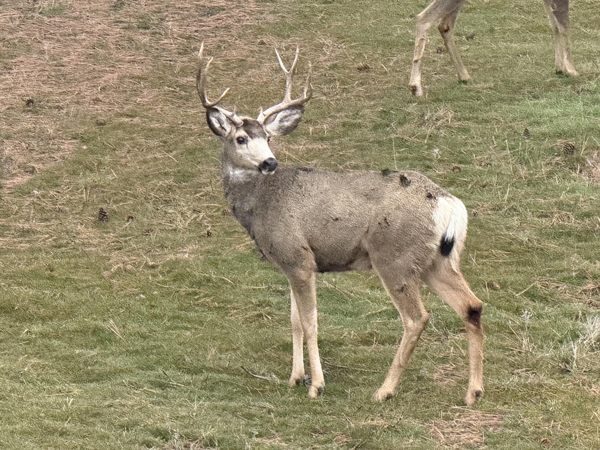 Property Buck Eastern Washington Canyon Ridge Ranch