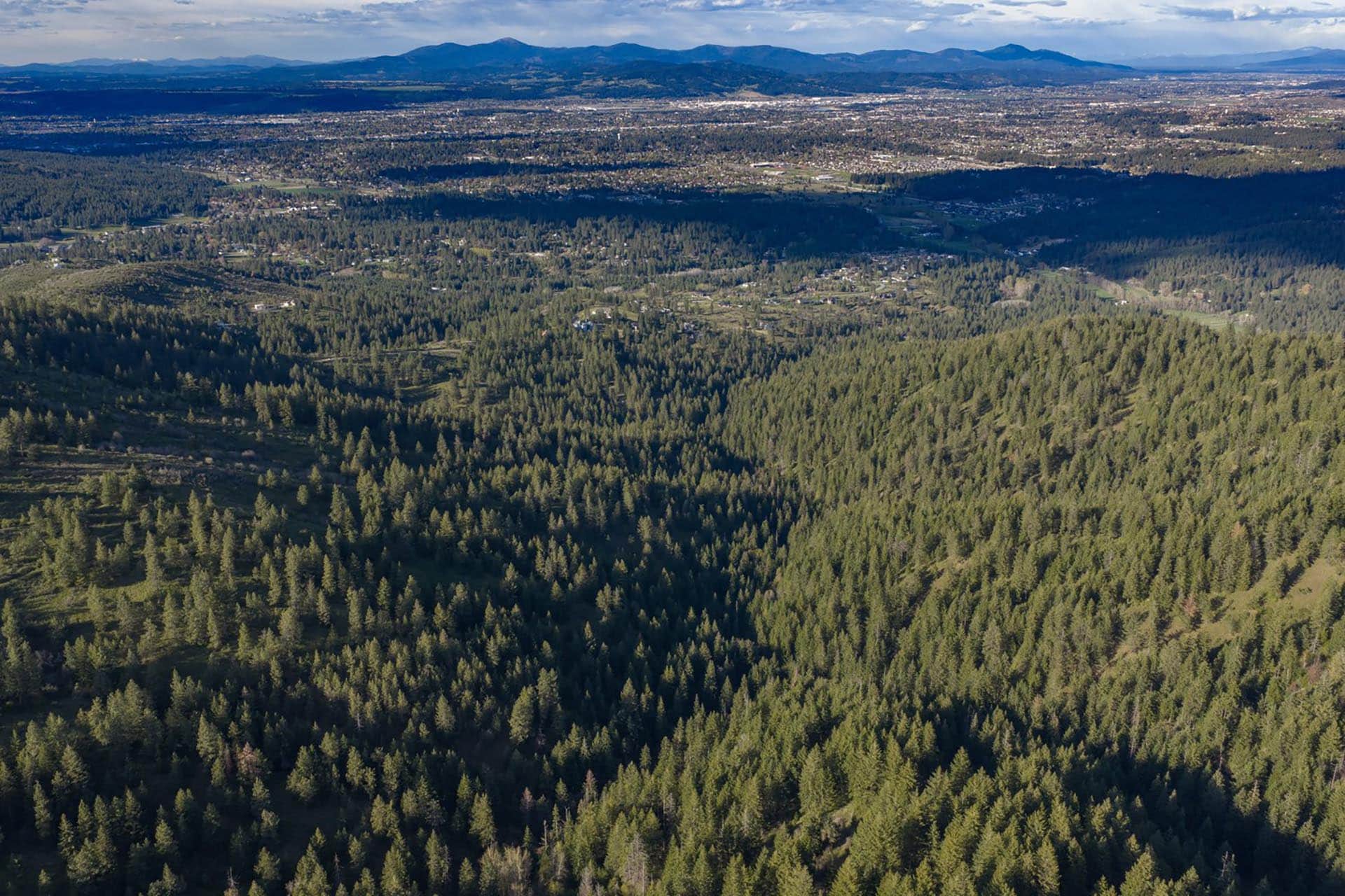 Aerial view of a dense evergreen forest with a distant valley and mountain range on the horizon.