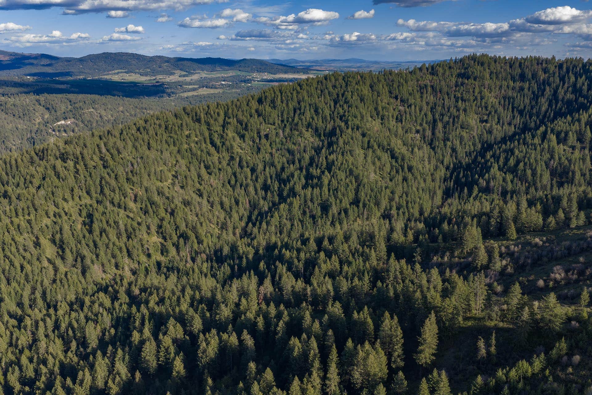 Aerial view of a dense evergreen forest with rolling hills and a blue sky above.