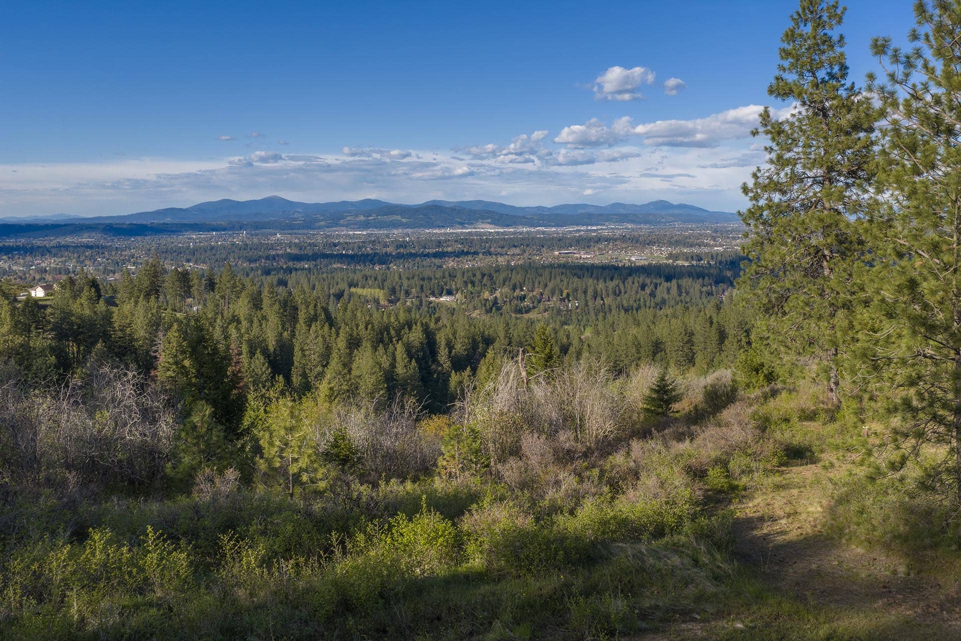 Wide view of a forested hillside overlooking a valley and distant mountains under a blue sky.
