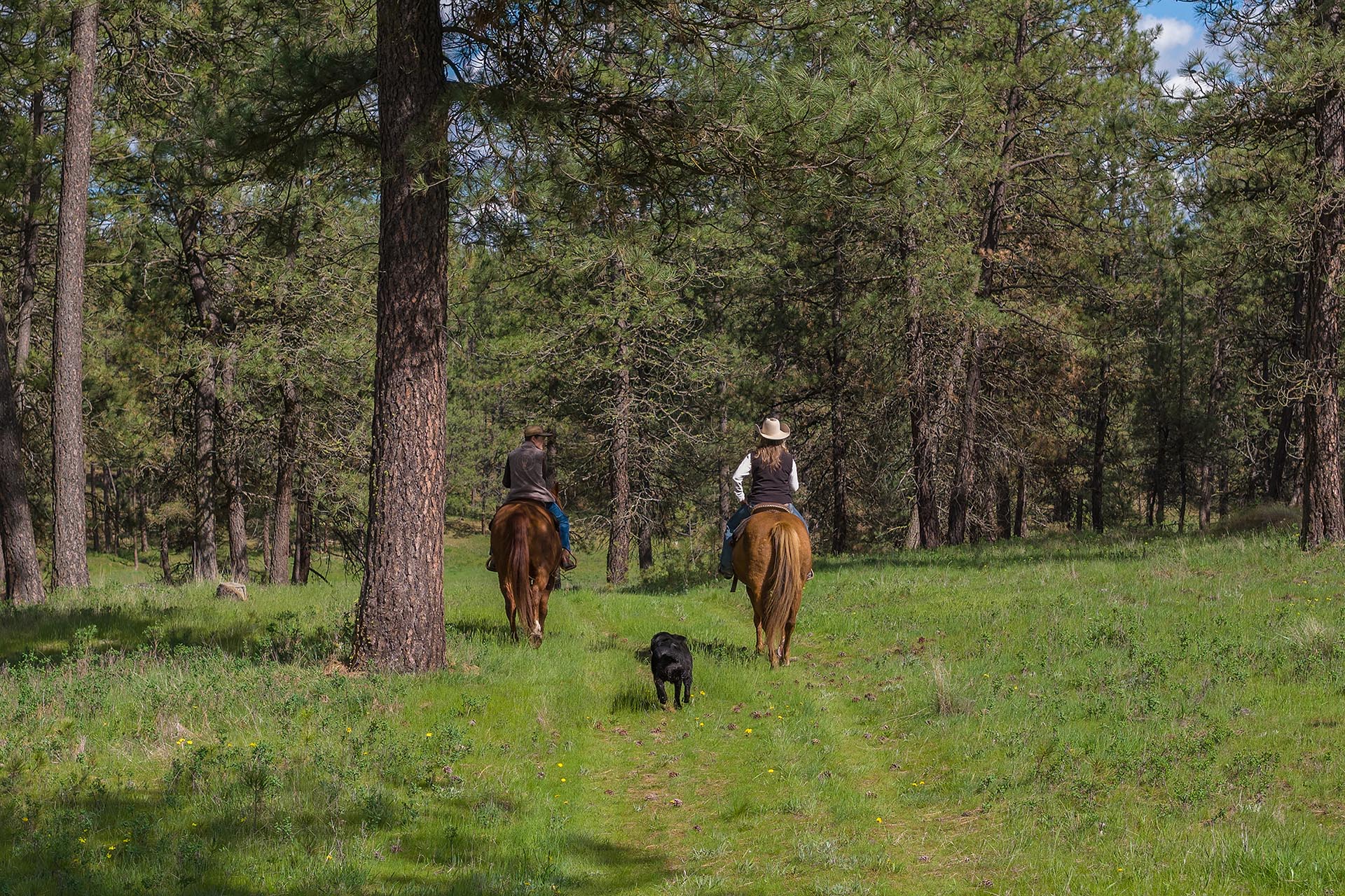 Two riders on horseback move along a pine forest trail with a black dog running ahead.