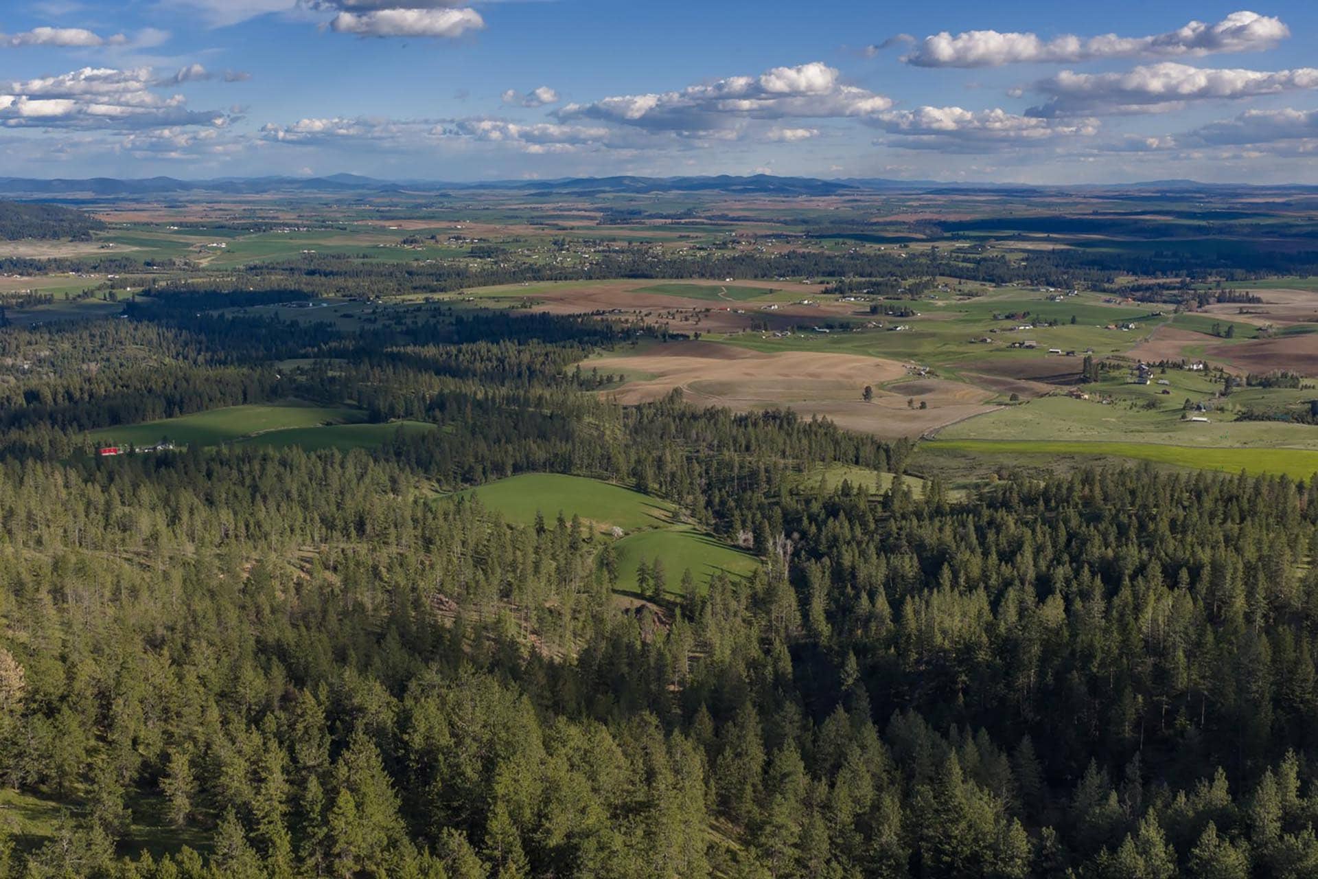 Aerial view of a rural valley: dense pine forest in the foreground, patchwork fields and farms, with distant hills on the horizon under a blue sky.