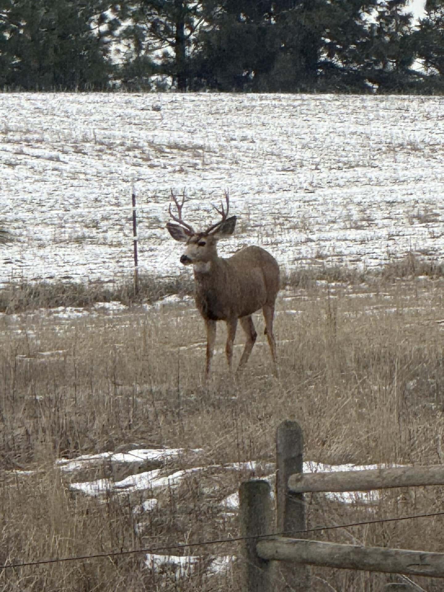 Winter Buck Eastern Washington Canyon Ridge Ranch