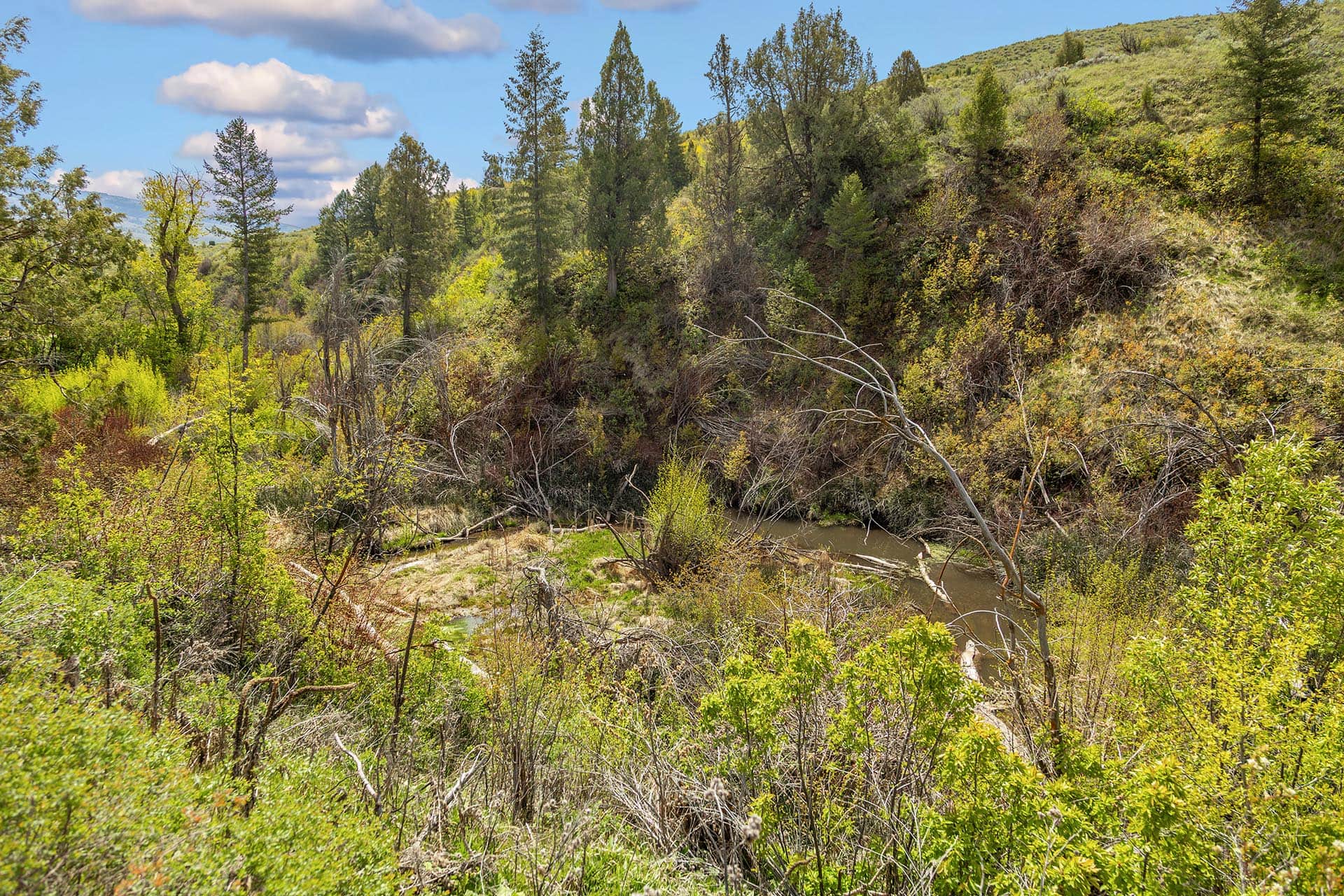 Wooded Draw Idaho Walker Creek Lookout