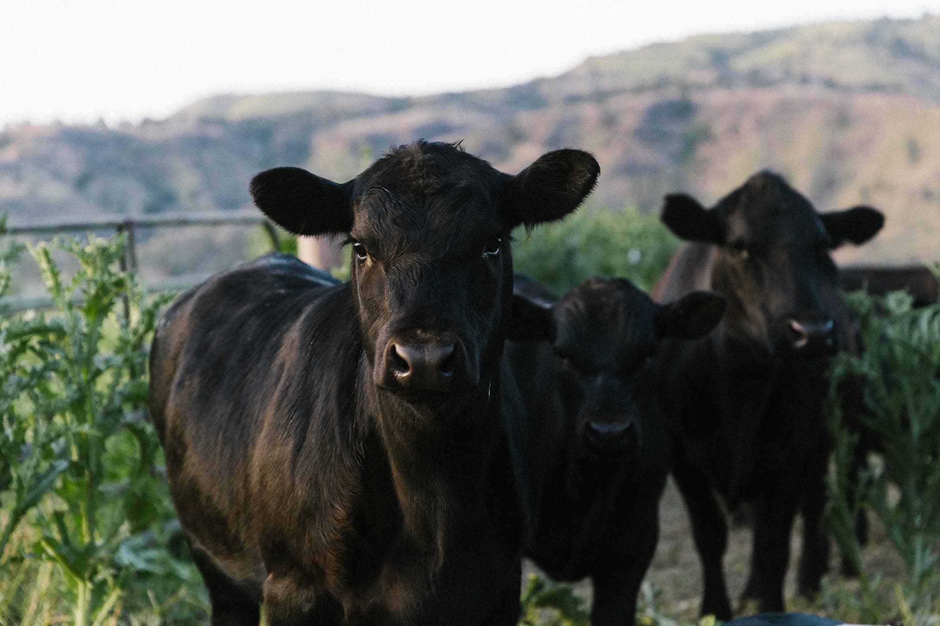black cattle oregon the farm at campbell crossing