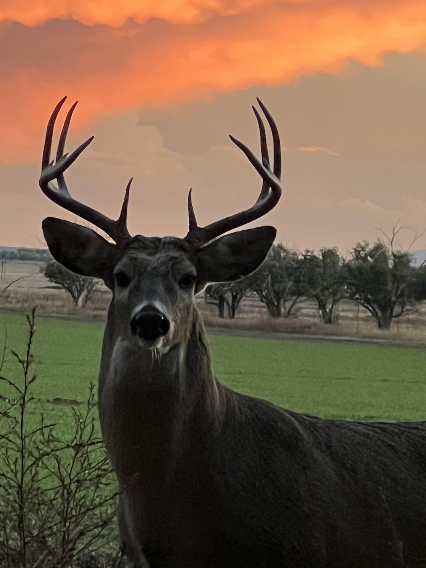 buck close up new mexico mountain view elk ranch