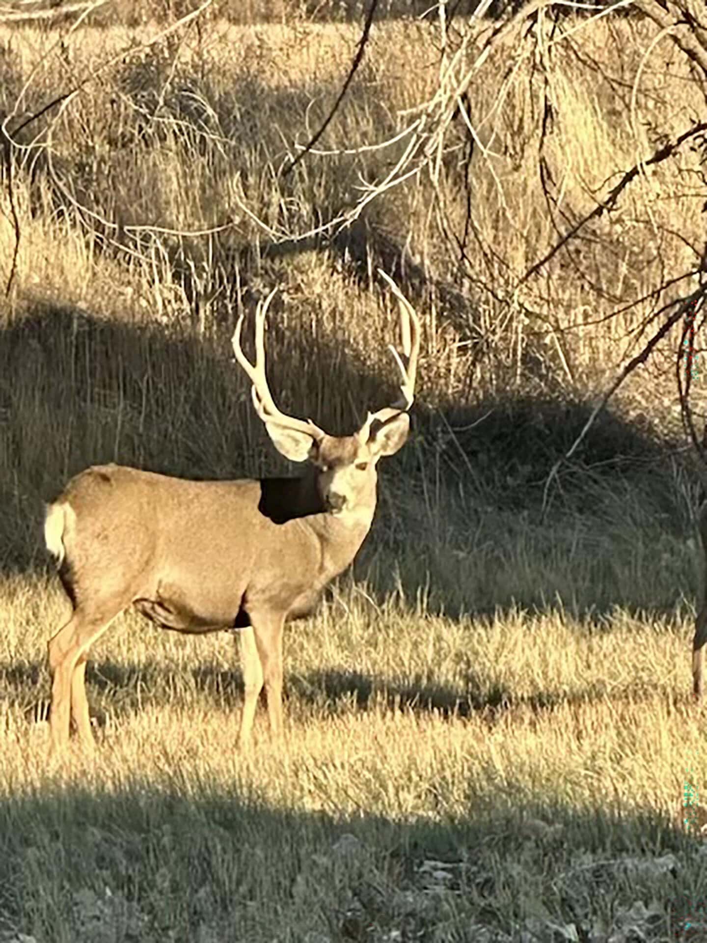 buck day cam new mexico mountain view elk ranch