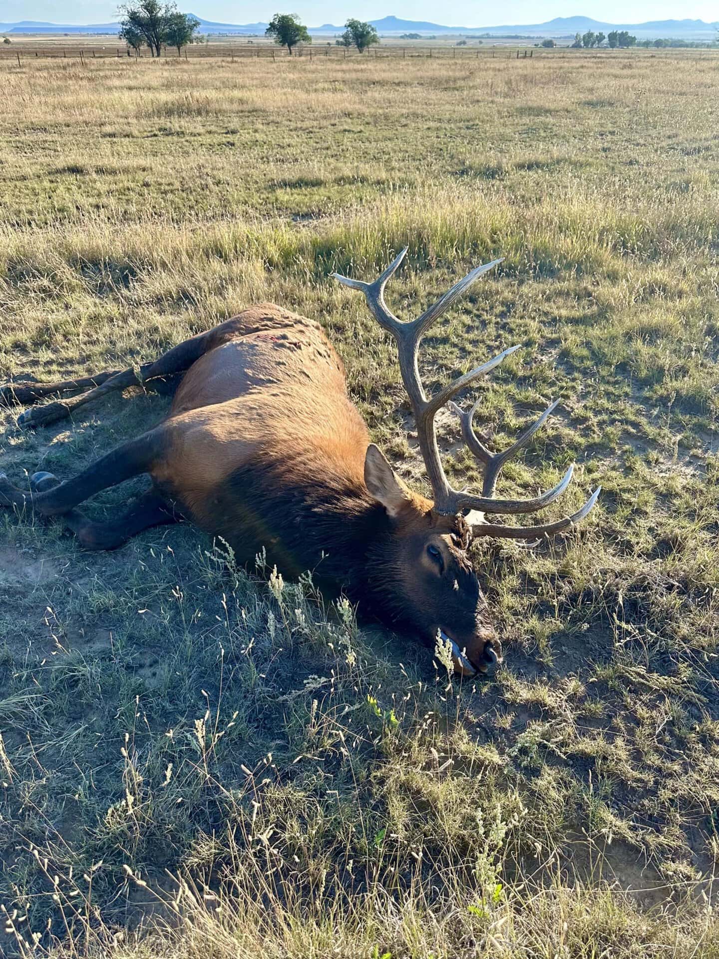 bull new mexico mountain view elk ranch