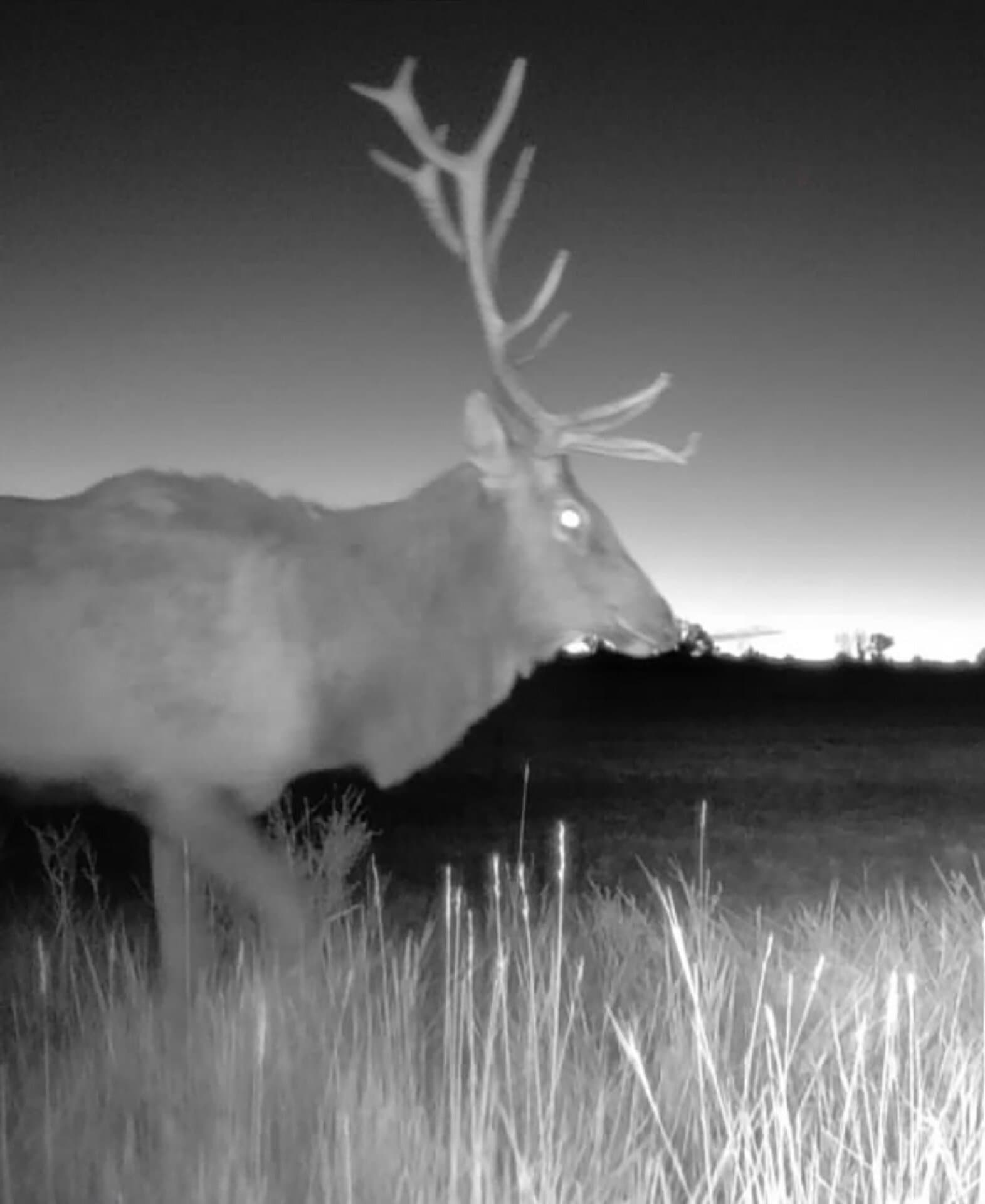 bull night cam new mexico mountain view elk ranch