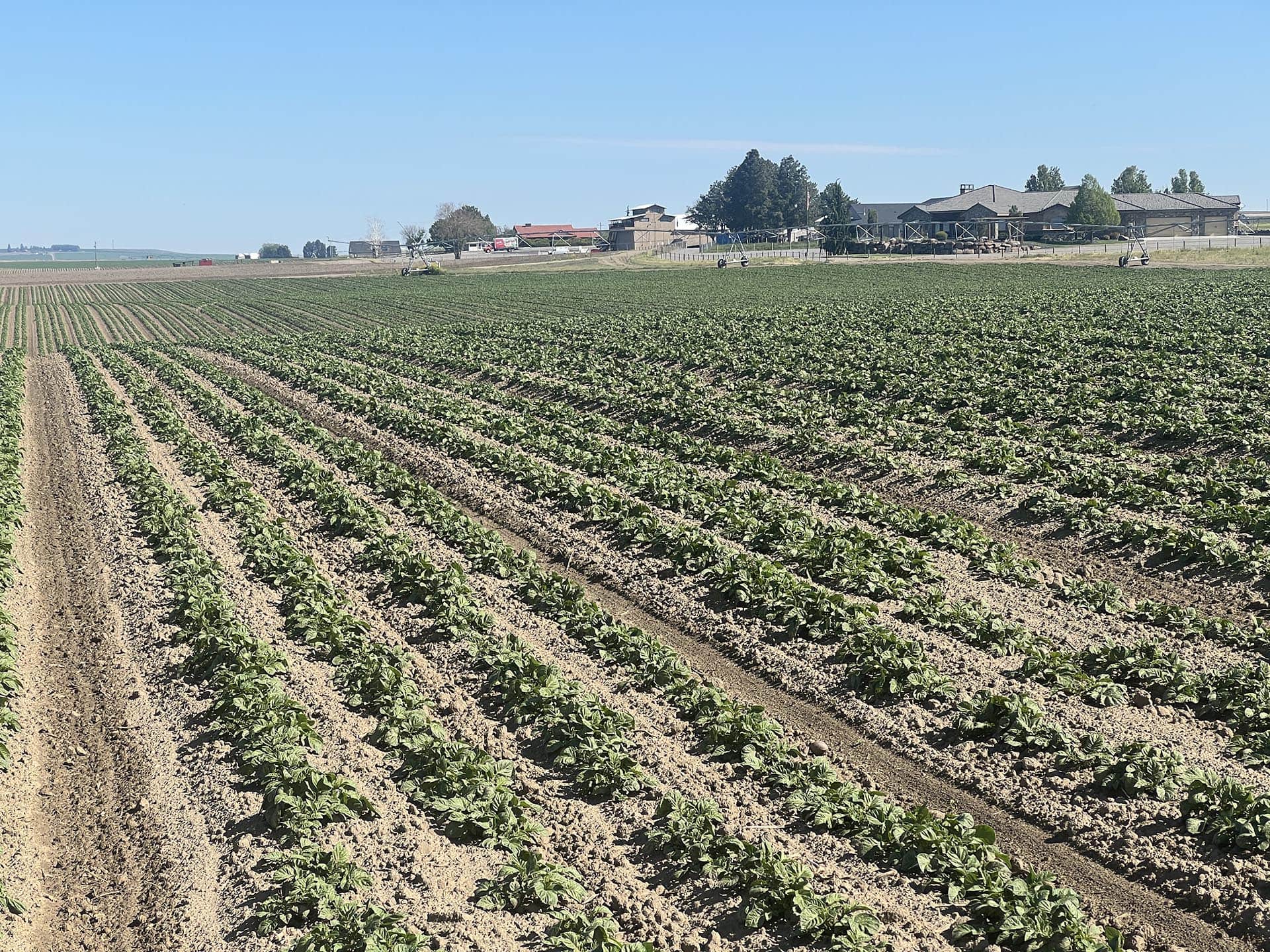 cropland potatoes washington preston organic irrigated farm