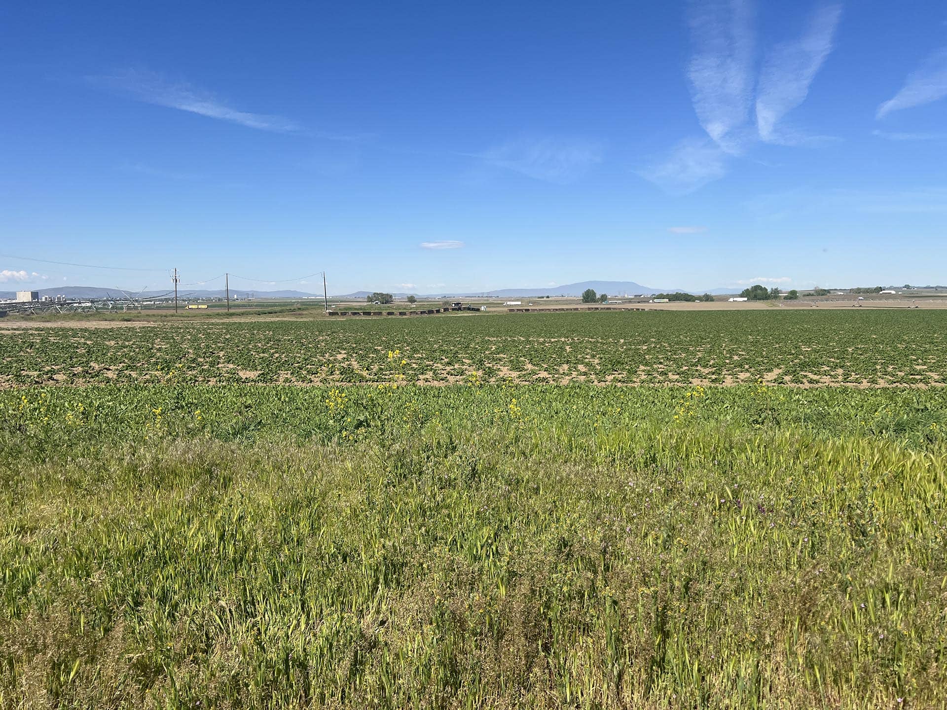 cropland washington preston organic irrigated farm