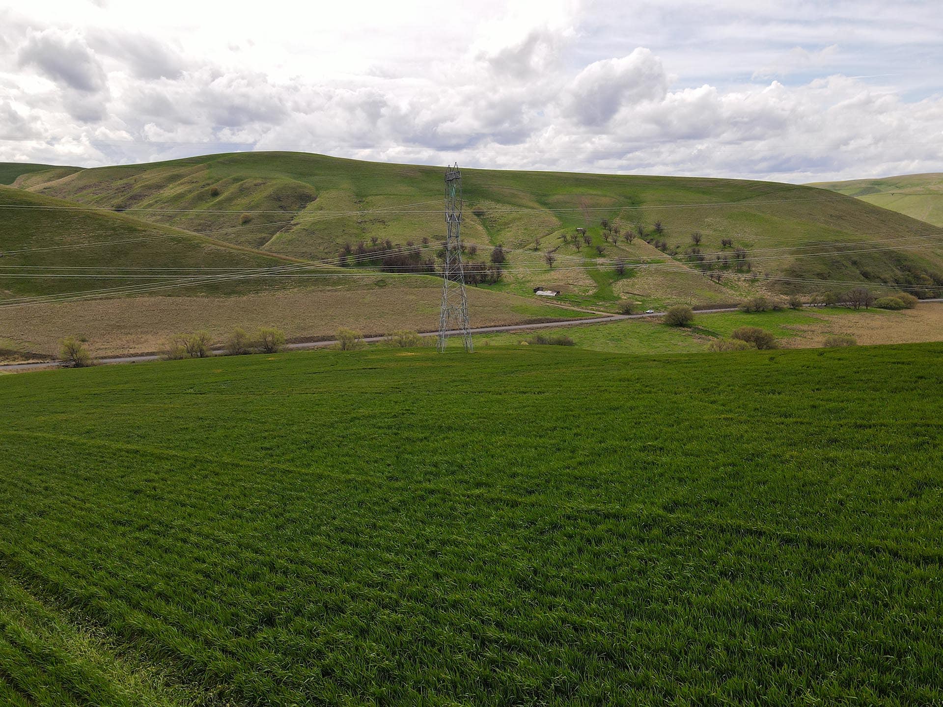 cropland washington whitmore hereford cattle ranch