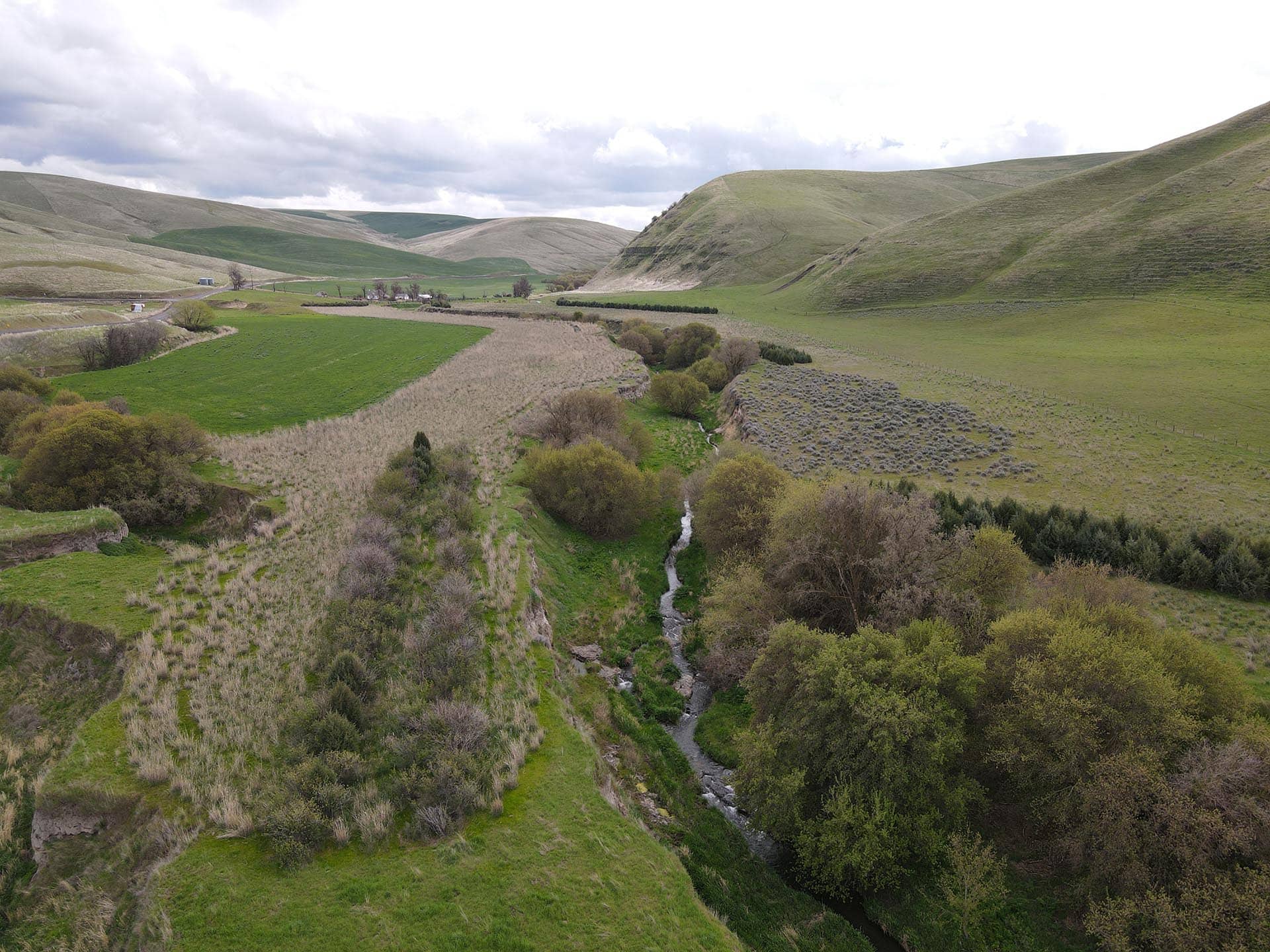 deadman creek washington whitmore hereford cattle ranch
