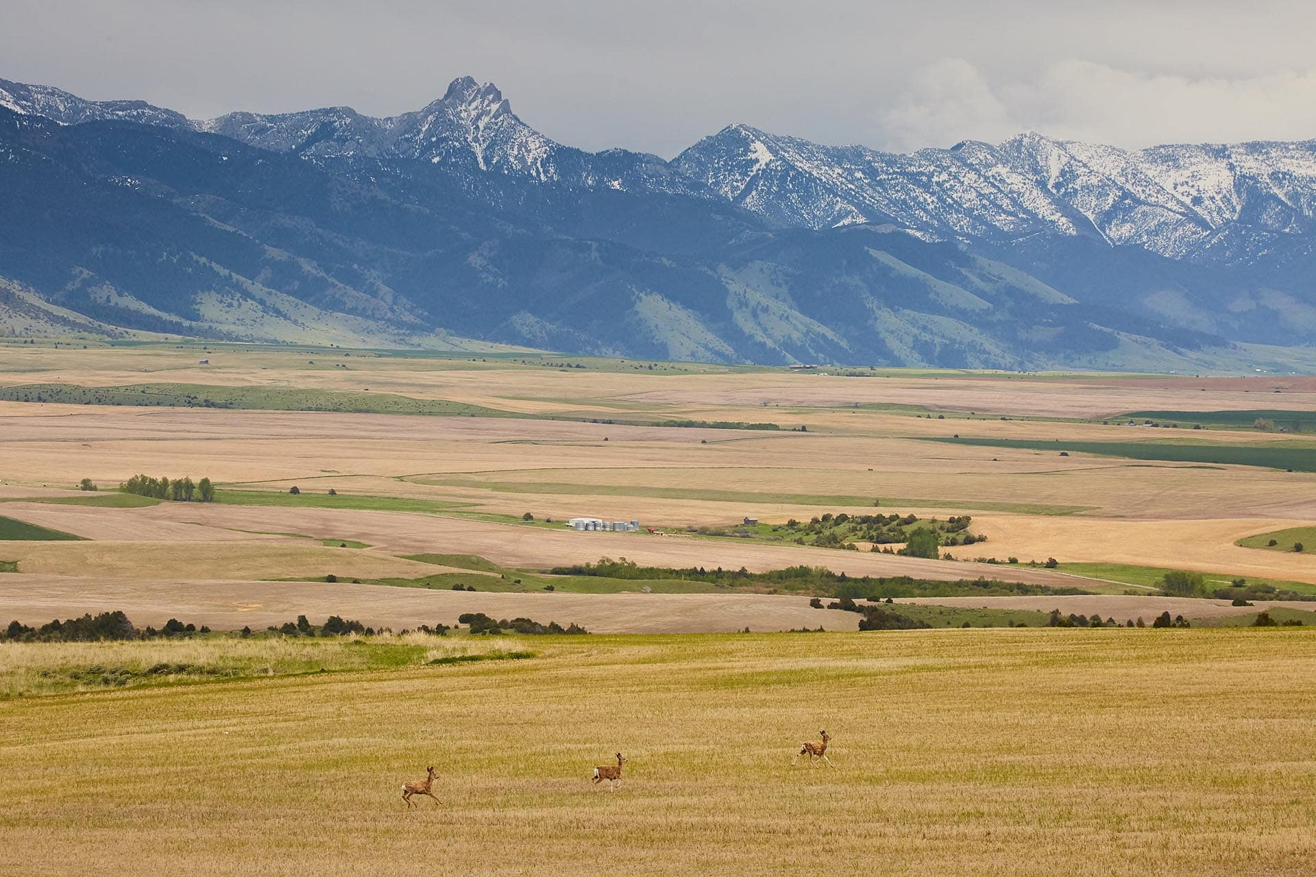 Wide valley with golden fields and distant snow-capped mountains; a few deer run in the foreground.