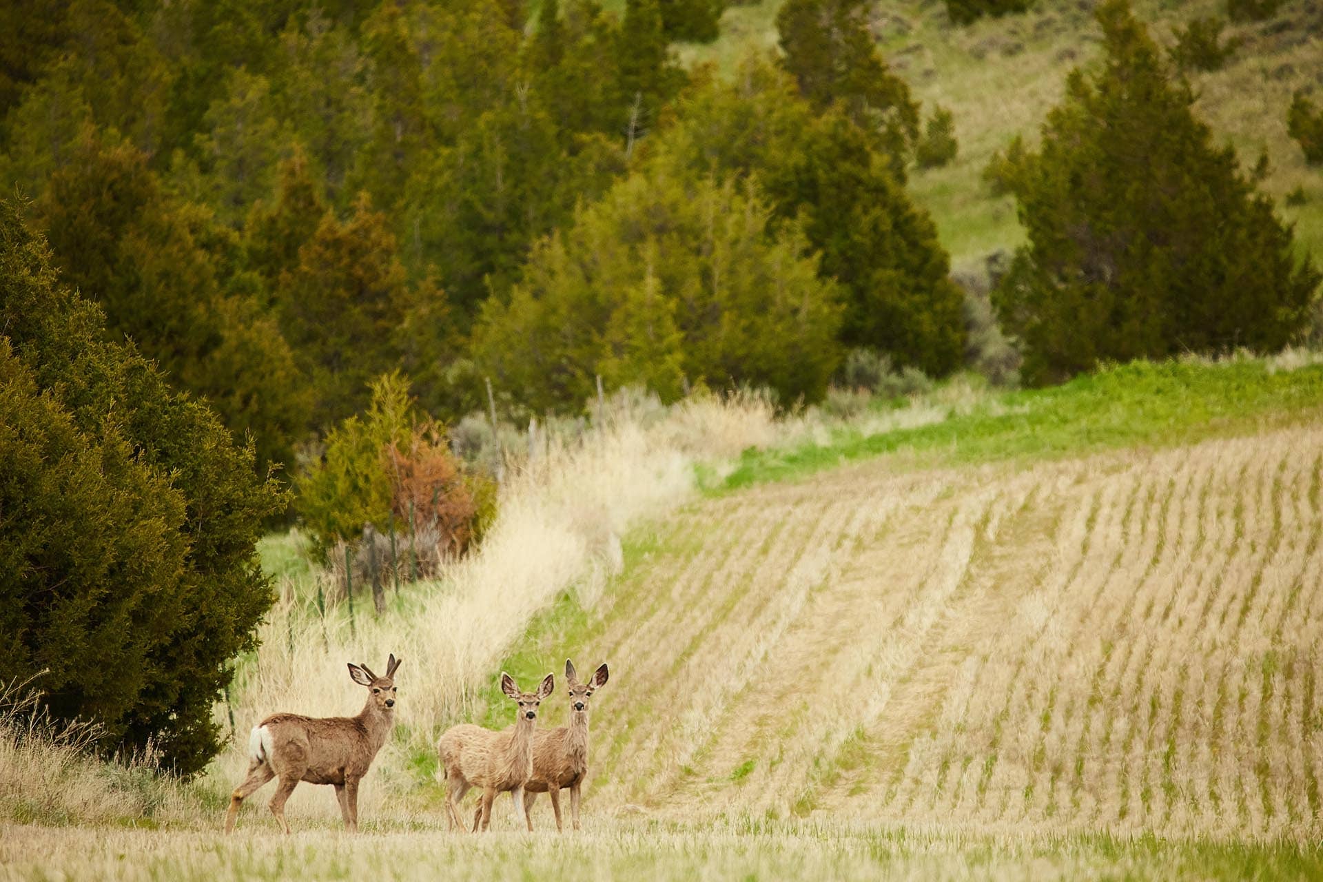 deer montana dry creek wilderness at sxs ranch