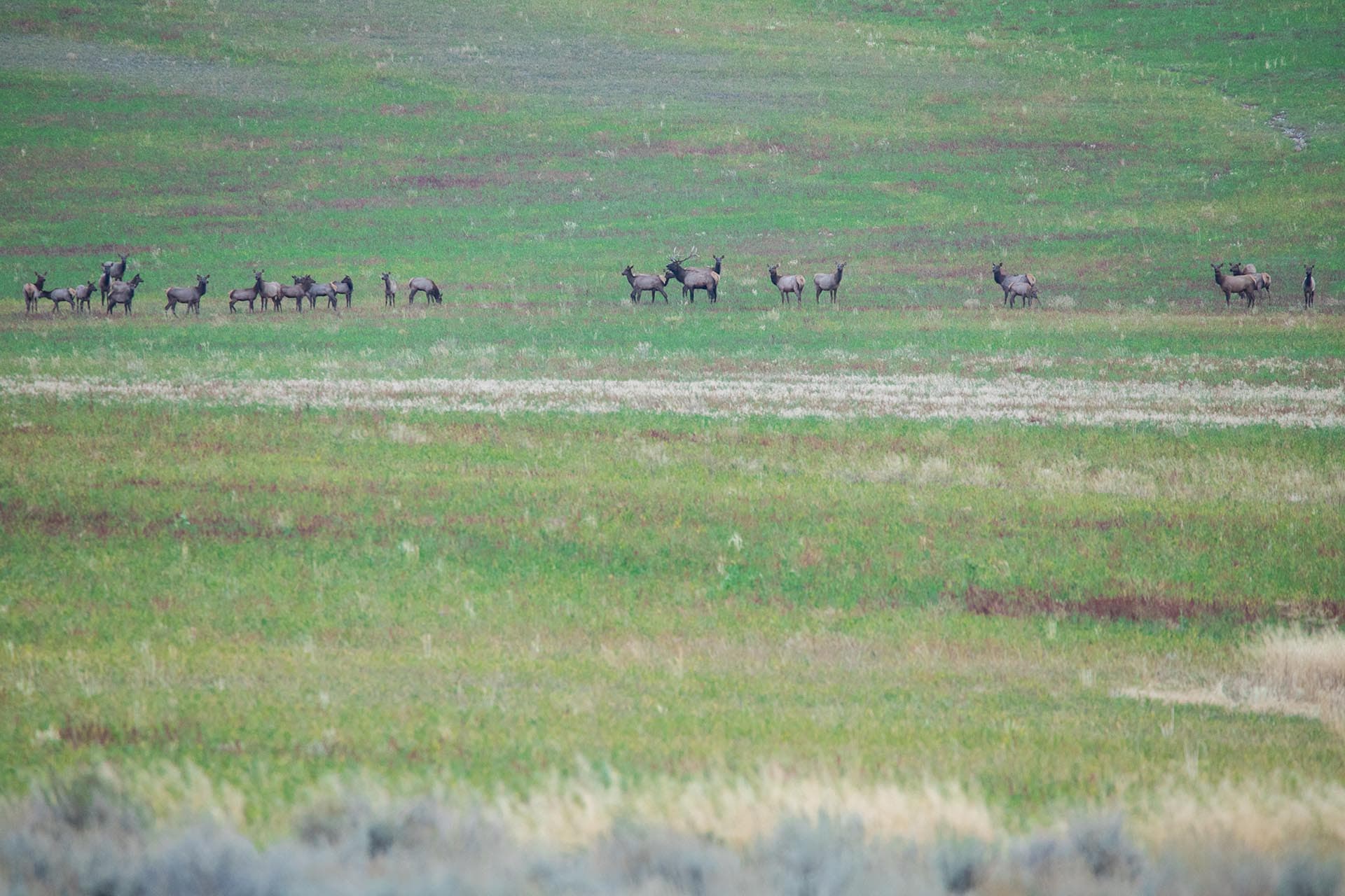A herd of elk standing in a wide green field with distant hills or ridges in the background.
