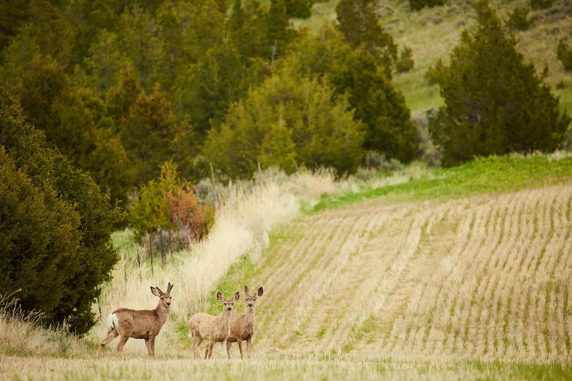 deer montana whitetail hollow at sxs ranch
