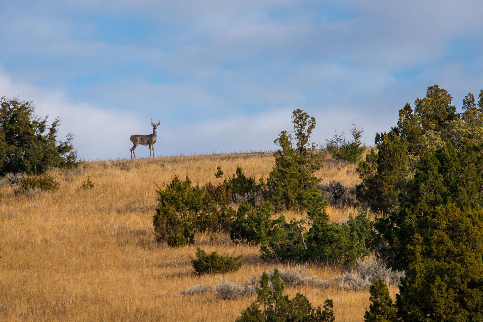 deer on property montana whitetail hollow at sxs ranch