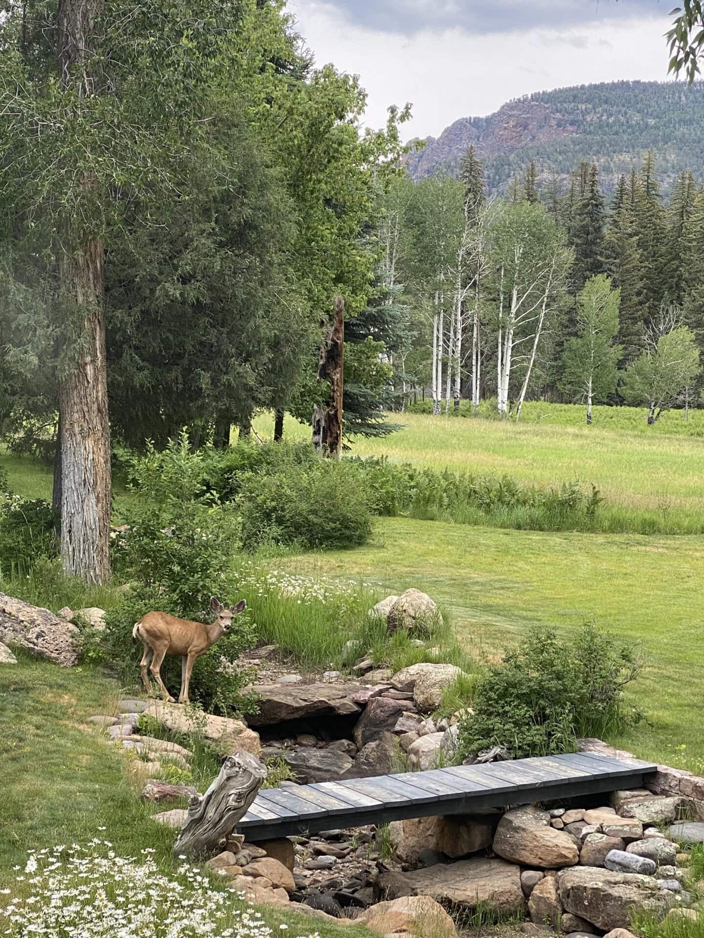 deer on the edge old canones creek ranch new mexico