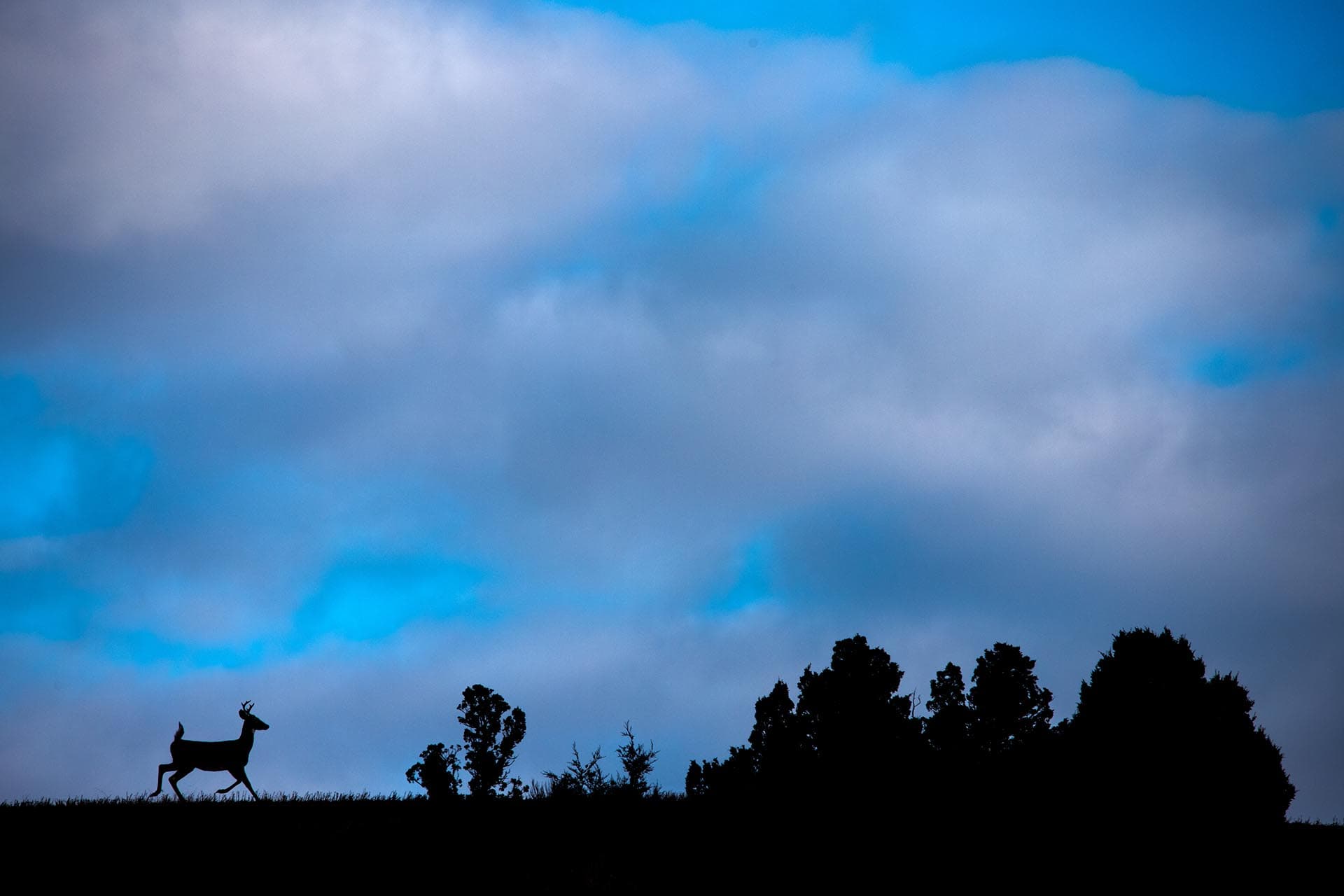 Silhouette of a deer standing on a grassy ridge with a blue, cloudy sky and trees along the horizon behind it.