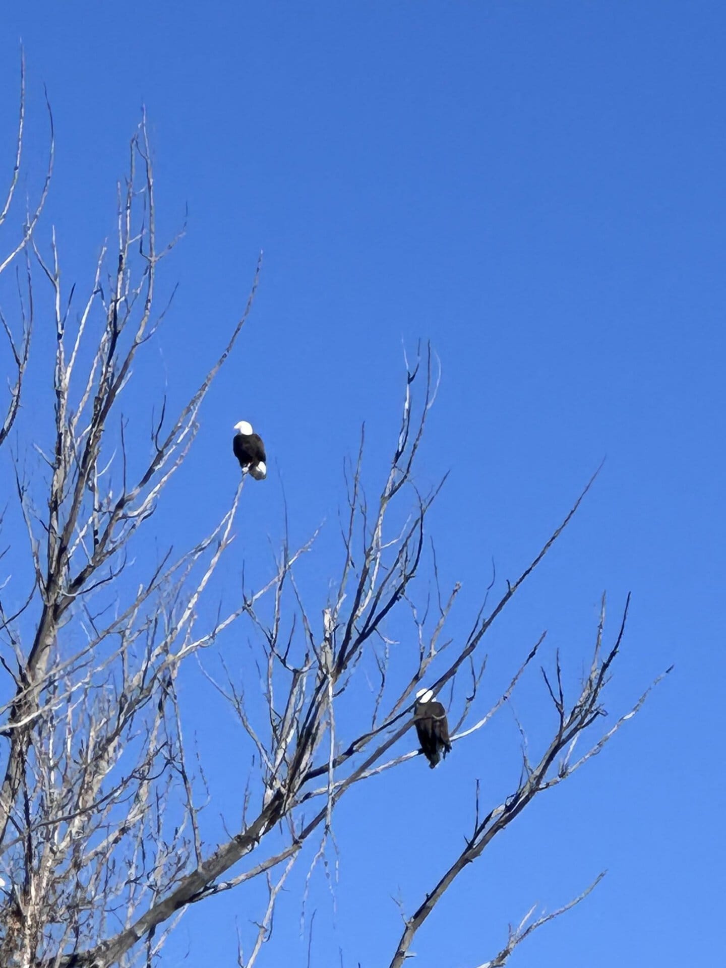 eagles new mexico mountain view elk ranch