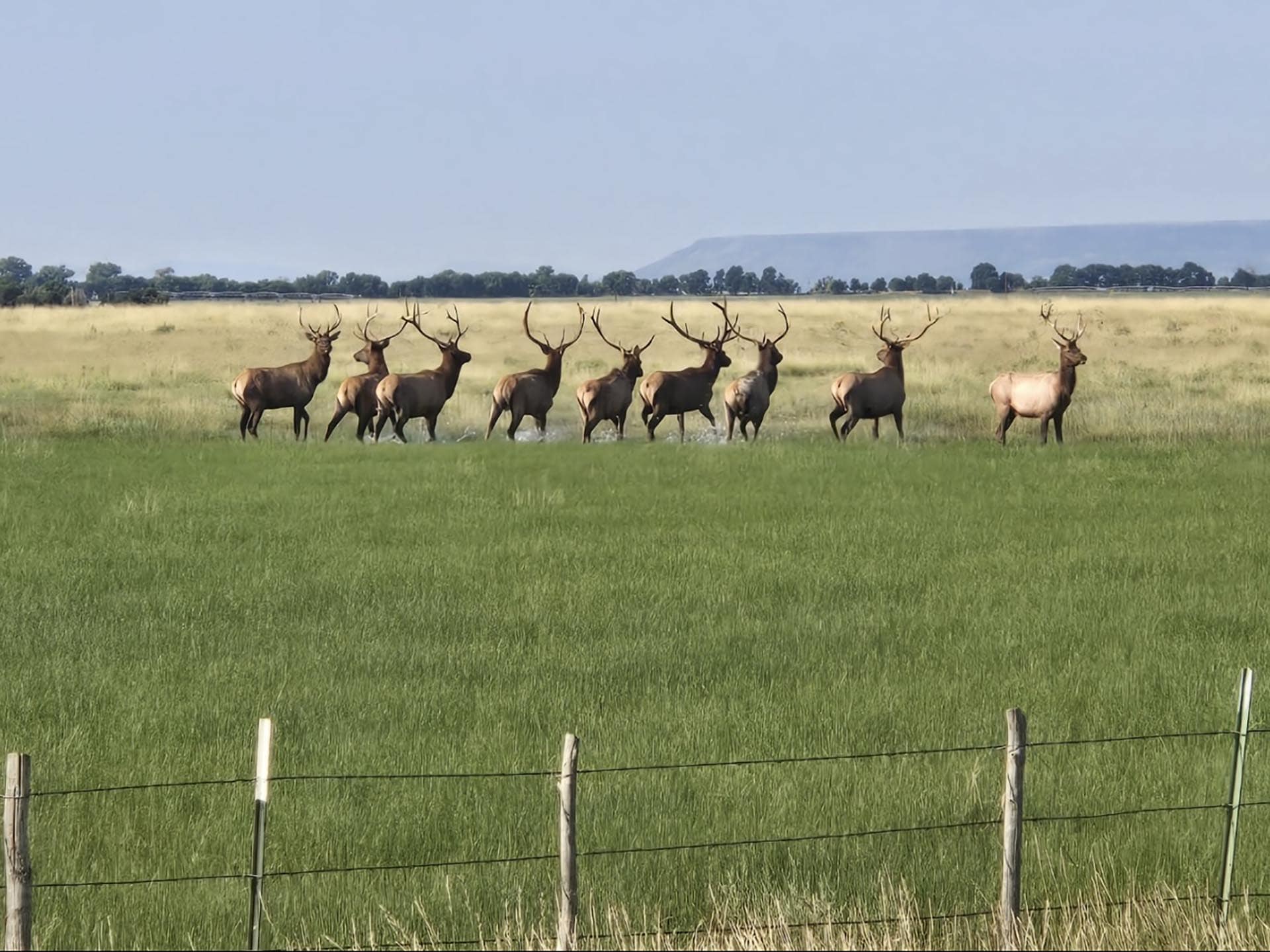 elk herd field new mexico mountain view elk ranch