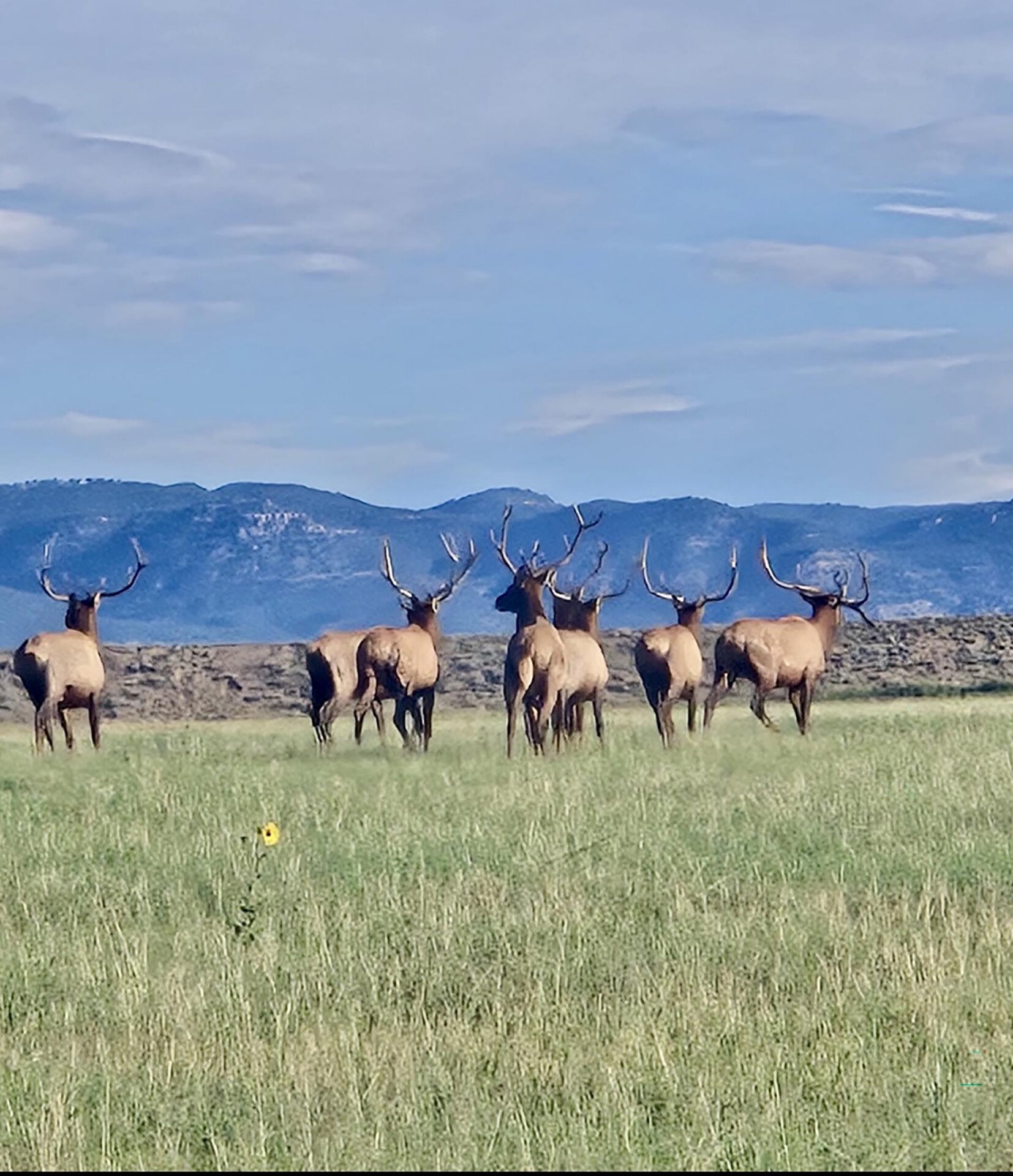 elk herd new mexico mountain view elk ranch