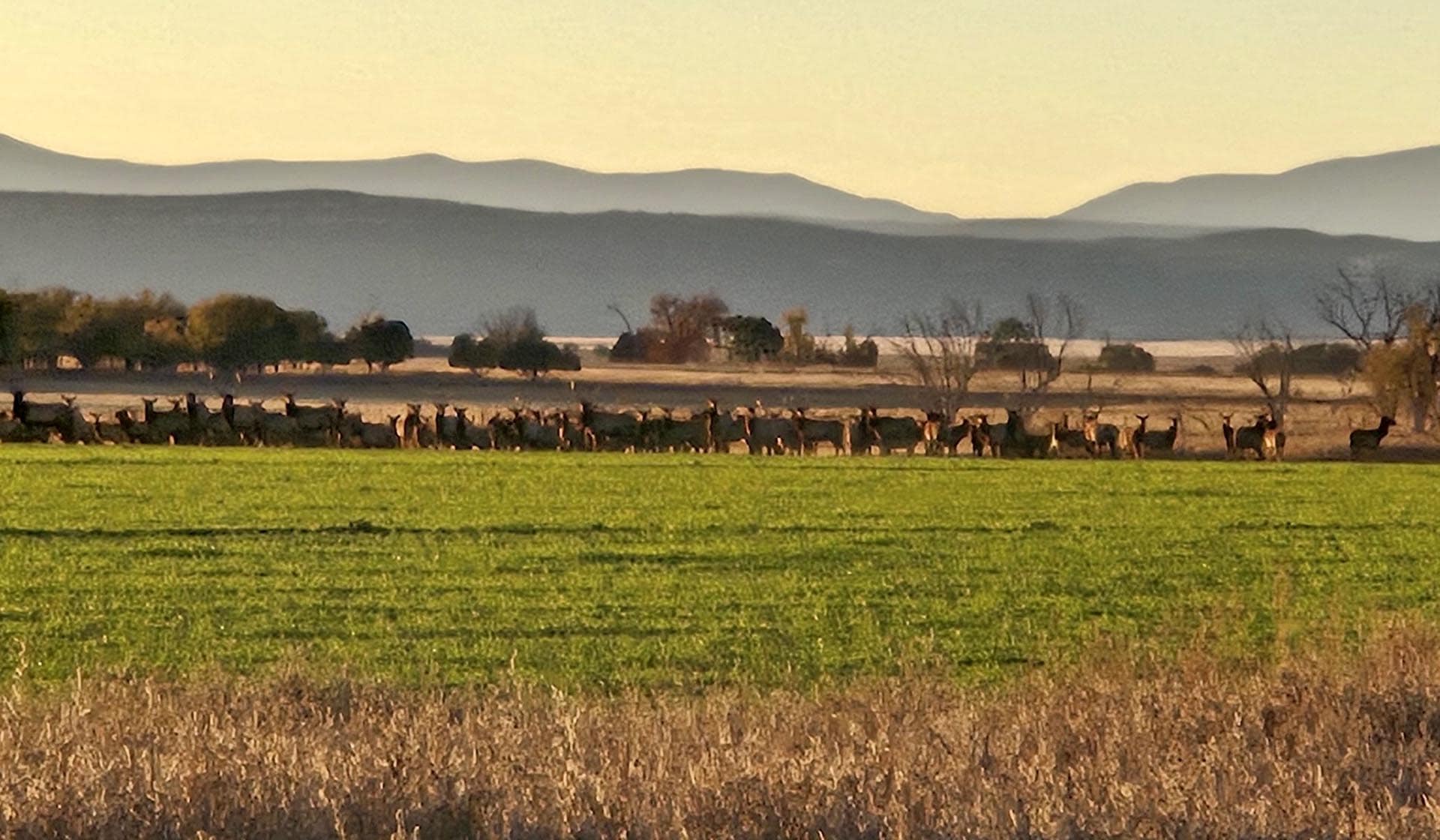elk herd on green new mexico mountain view elk ranch