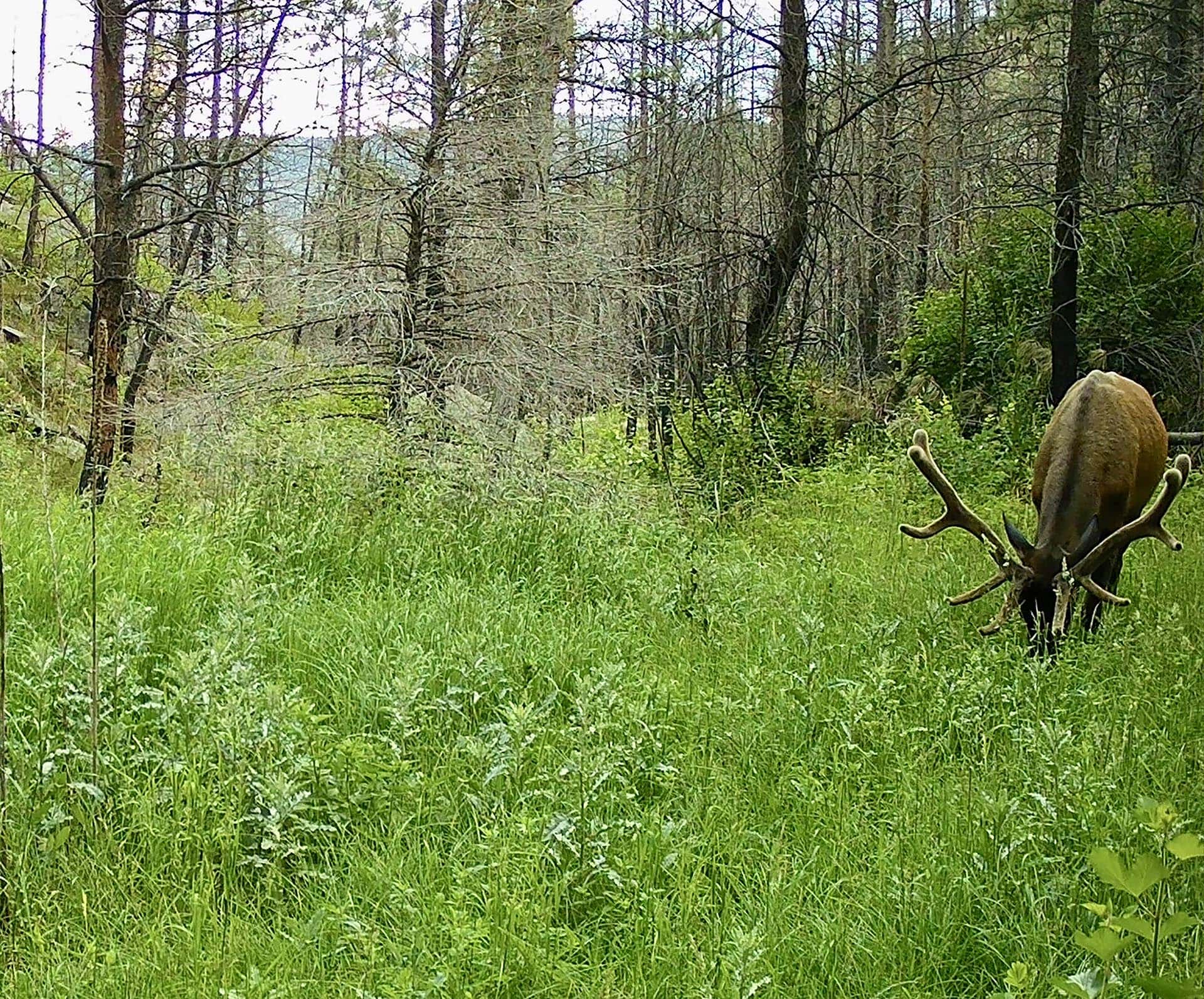 elk in tall grass land colorado bar d ranch