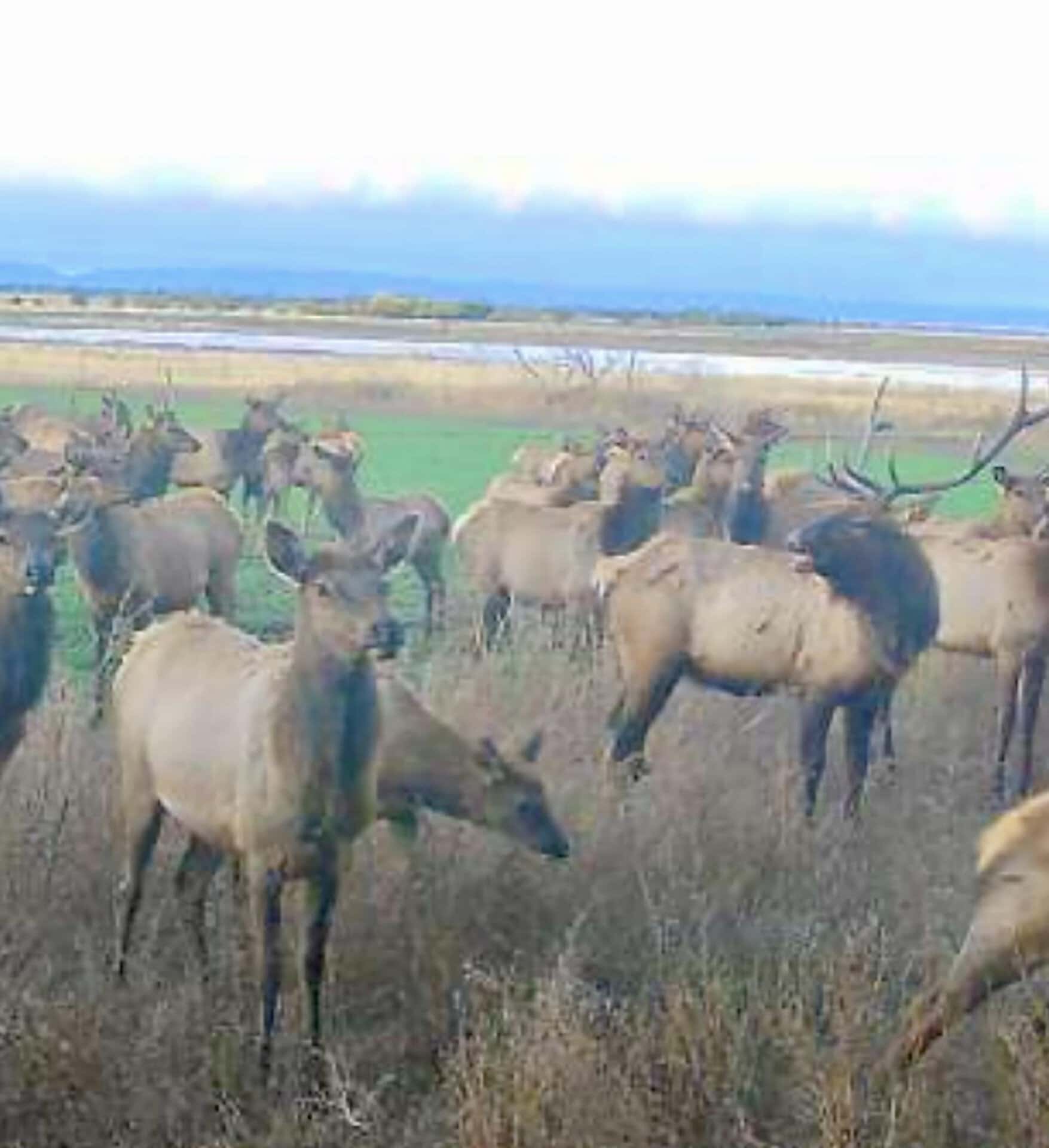elk mountain view elk ranch