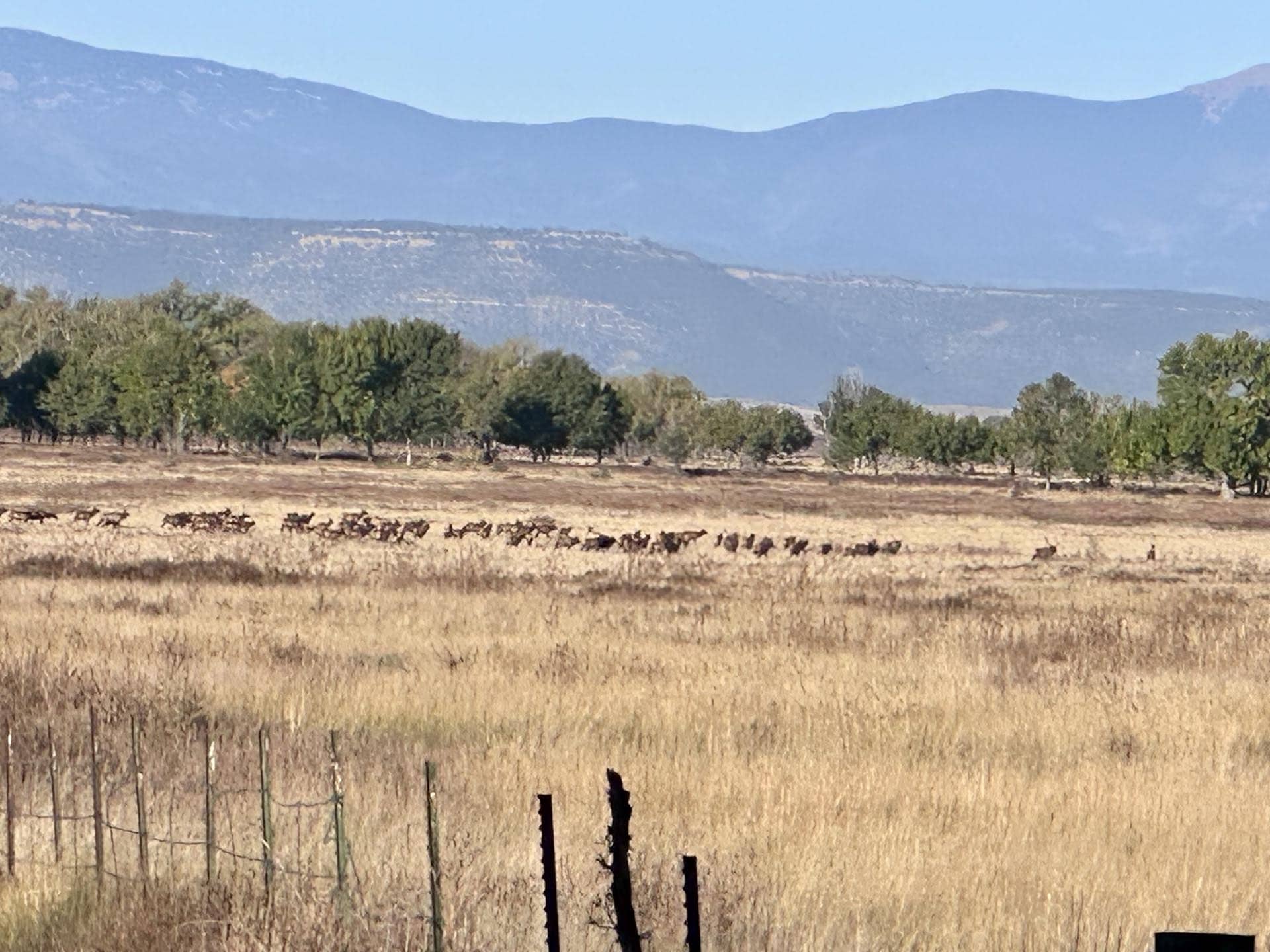 elk on landscape new mexico mountain view elk ranch
