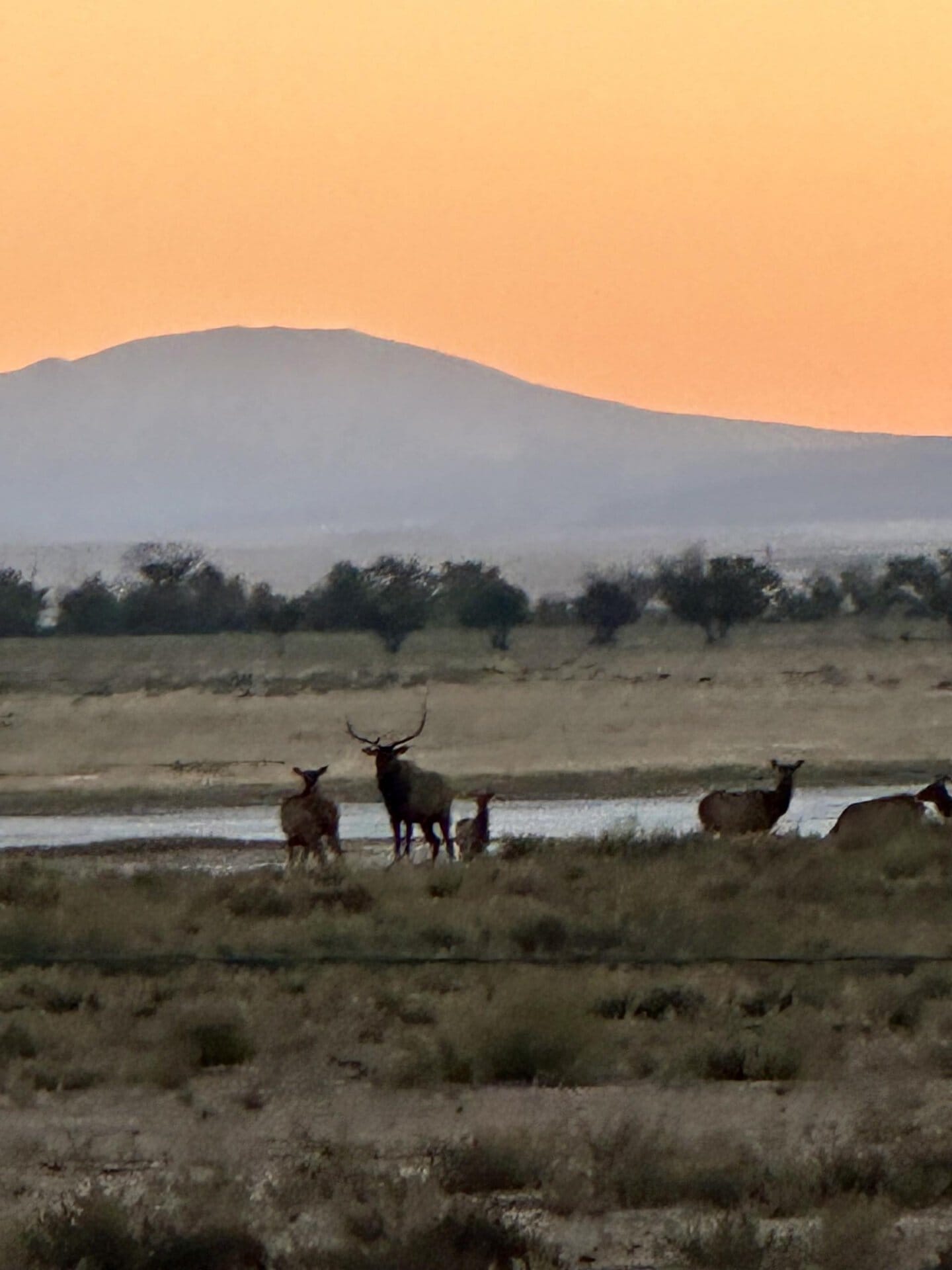 elk sunset new mexico mountain view elk ranch
