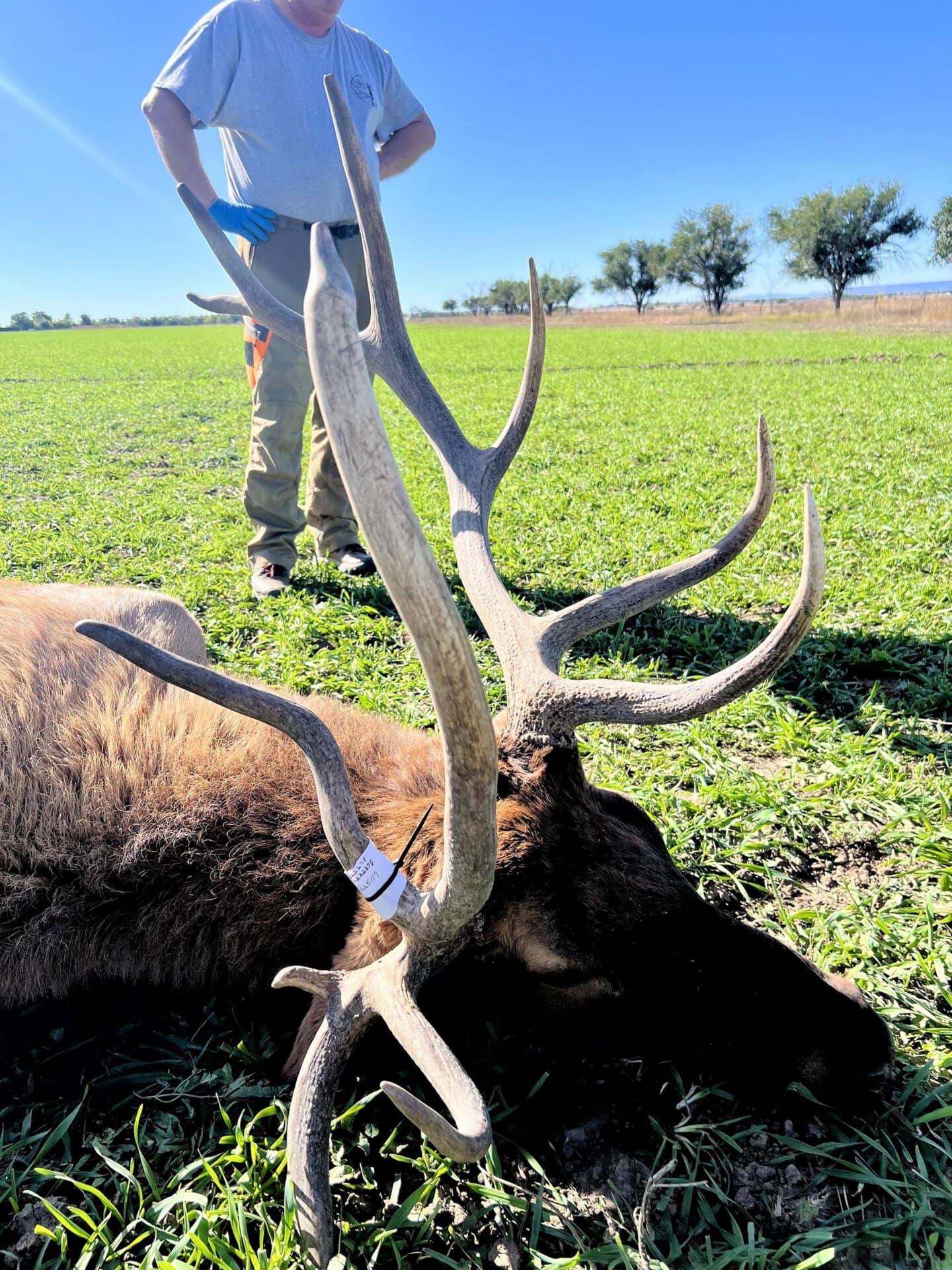 elk tagged new mexico mountain view elk ranch