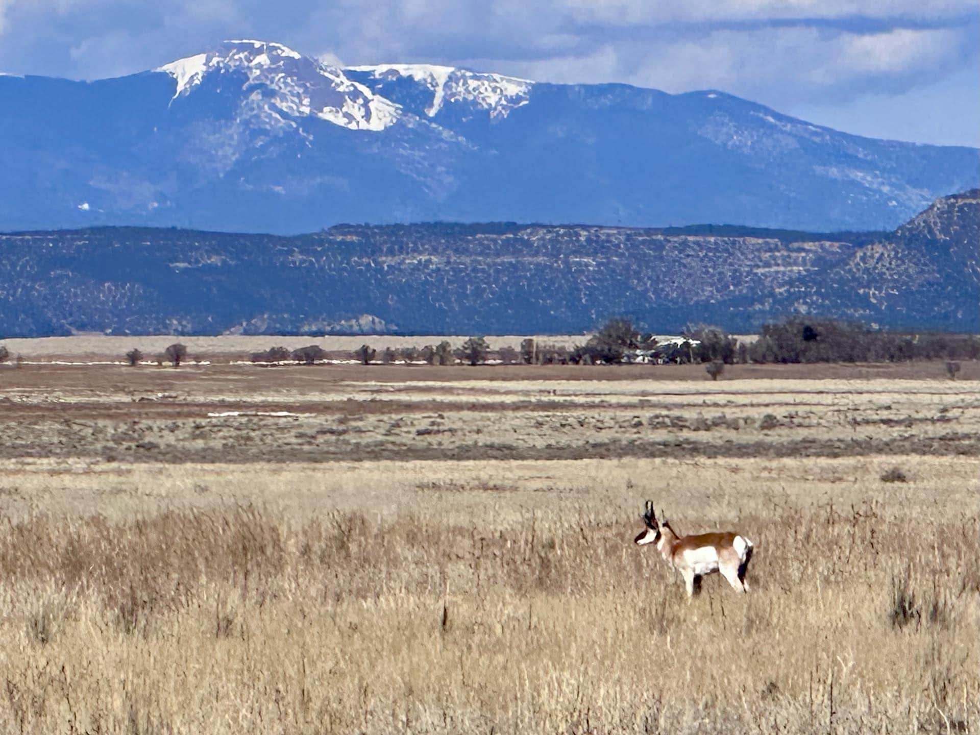 elk winter new mexico mountain view elk ranch