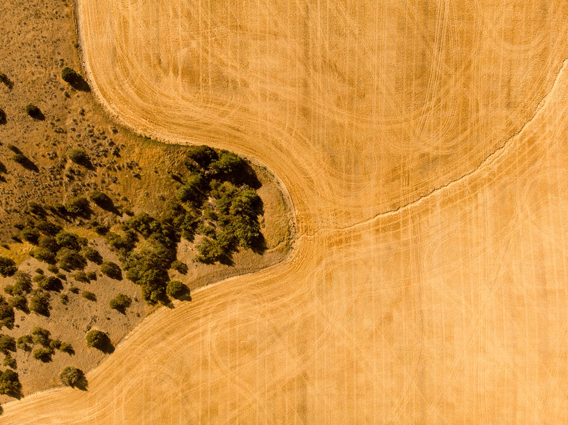 Aerial view of a golden field with a curved dirt road and scattered trees at the edge of the field.