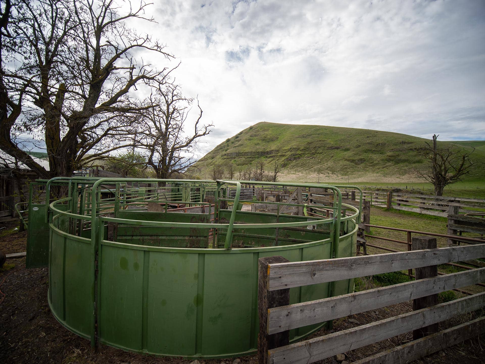 fencing and cattle chute area washington whitmore hereford cattle ranch