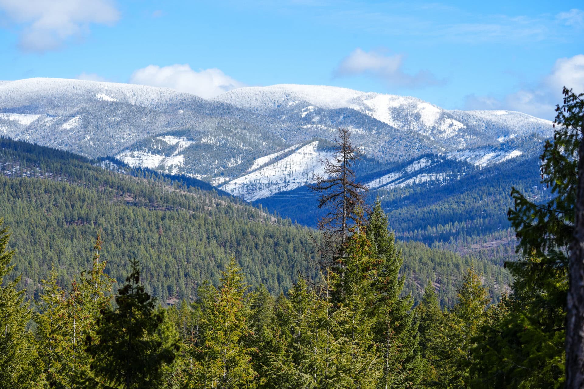 forest montana clark fork river sporting ranch