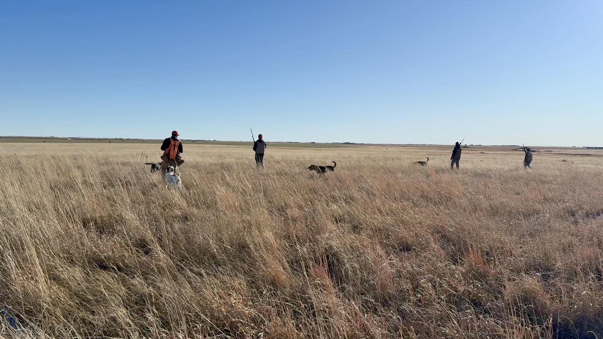 Four hunters walking through tall dry grasses on a flat grassland, with dogs accompanying them and shotguns.