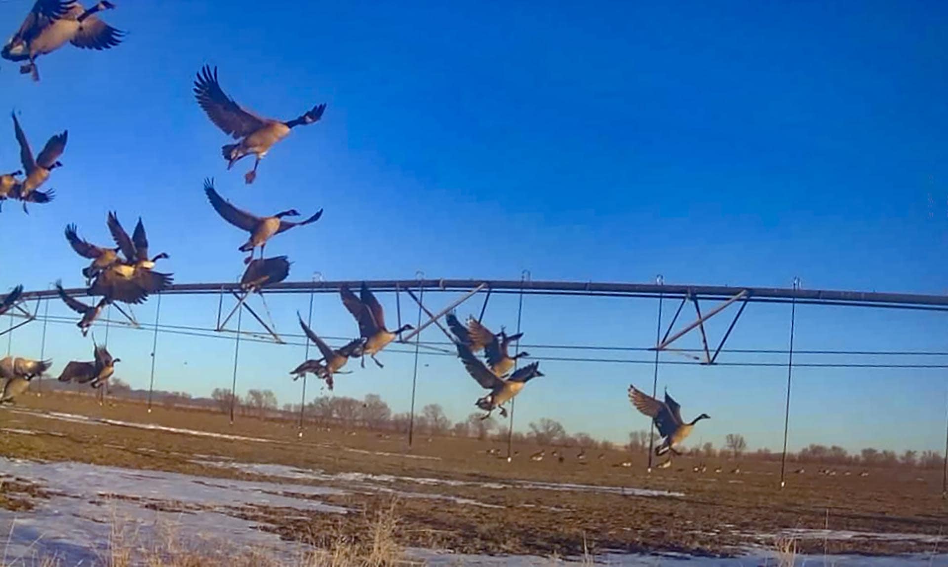 geese in flight new mexico mountain view elk ranch