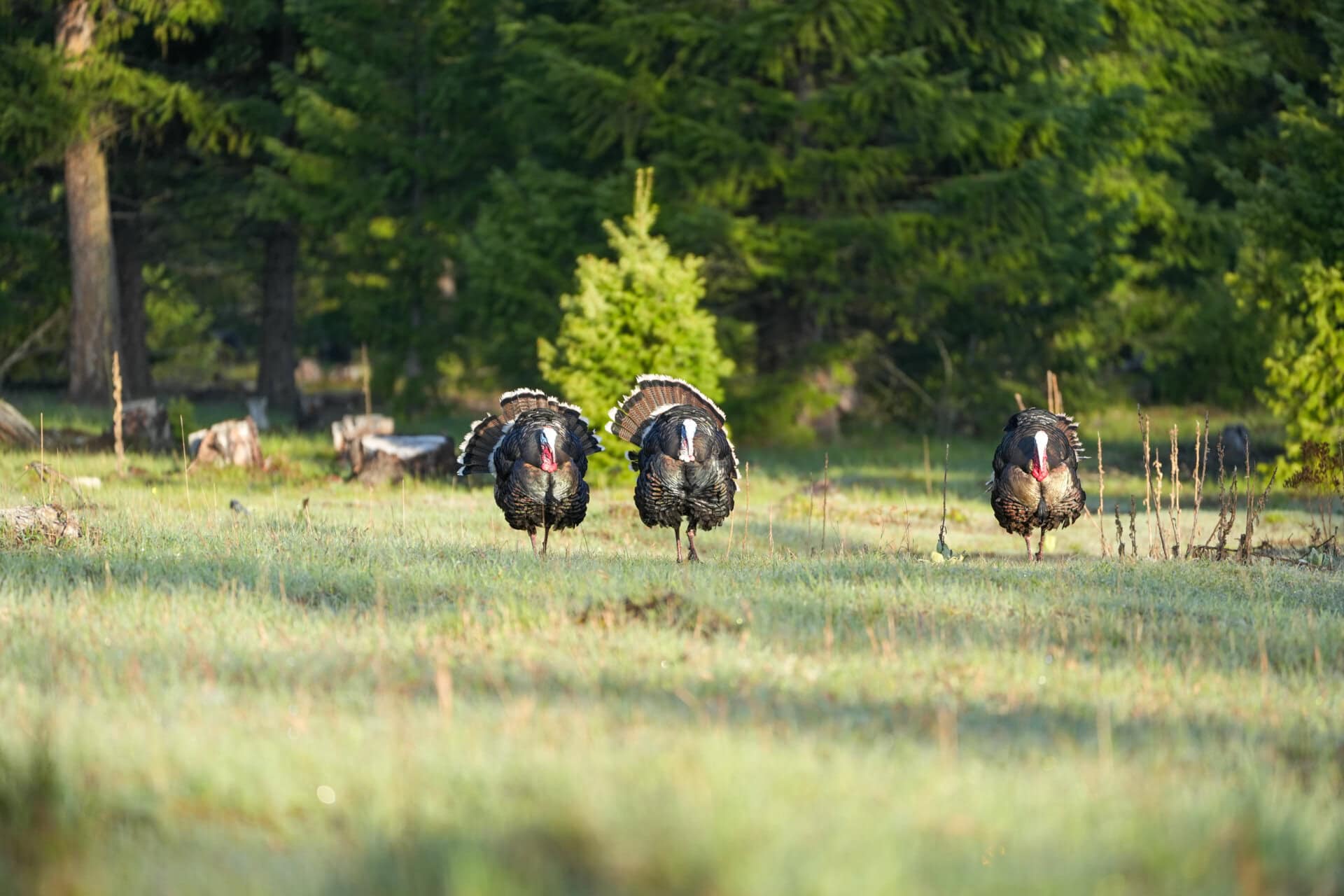 gobbler montana clark fork river sporting ranch