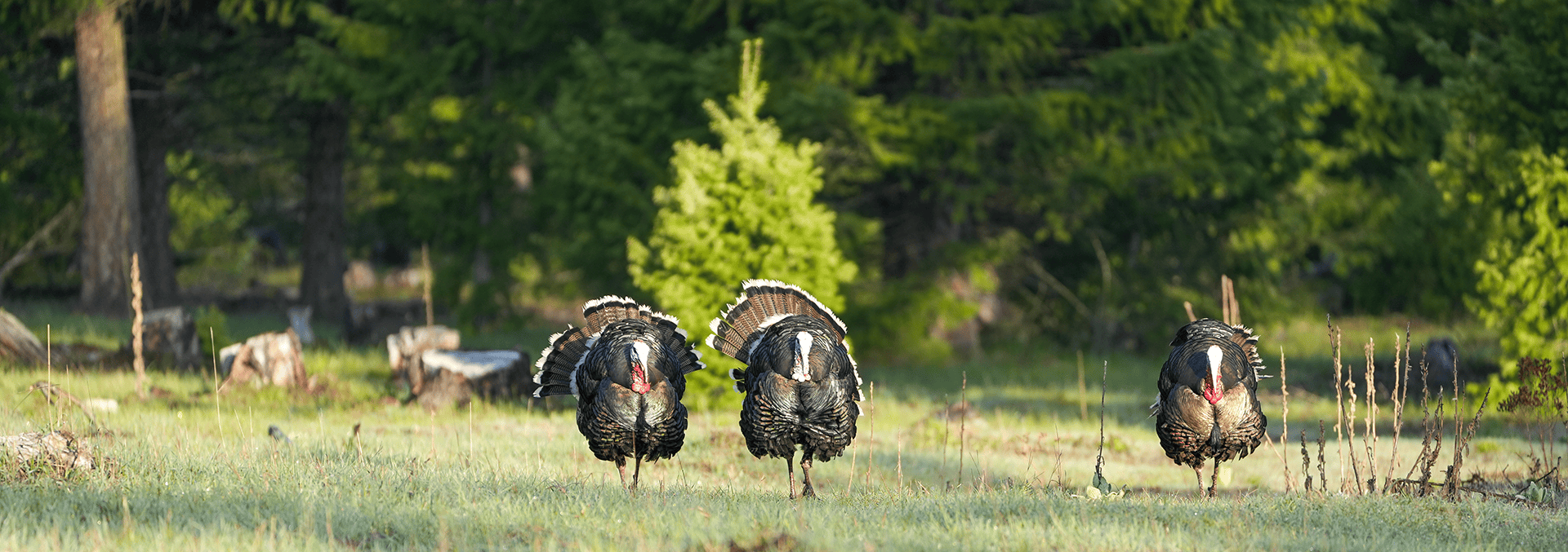 gobbler montana clark fork river sporting ranch