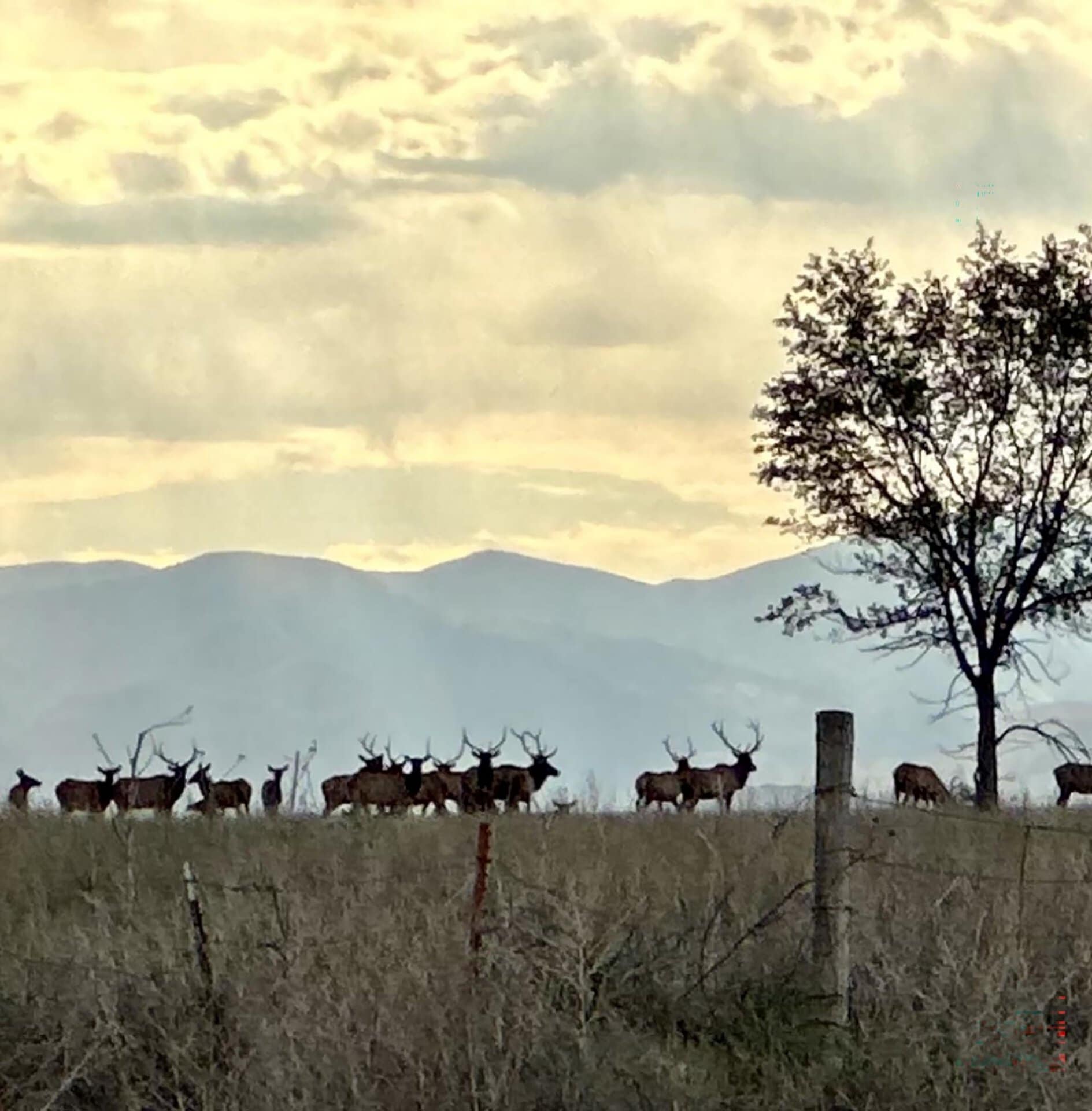 group of bulls new mexico mountain view elk ranch