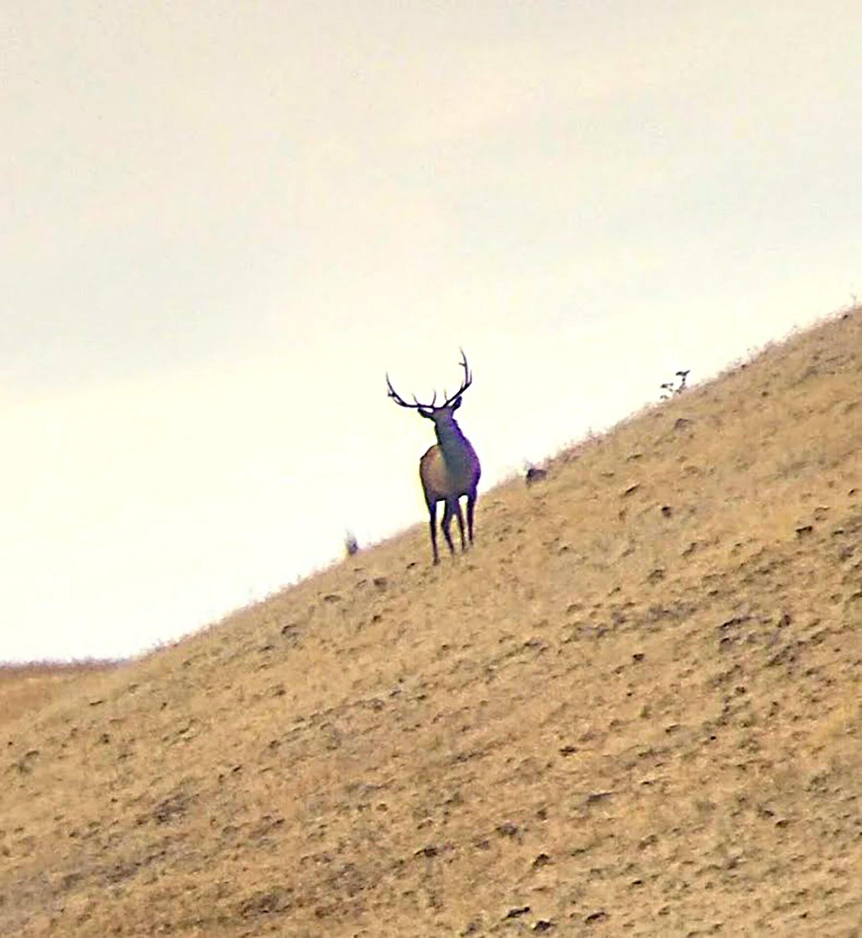 hillside elk oregon thorn creek ranch